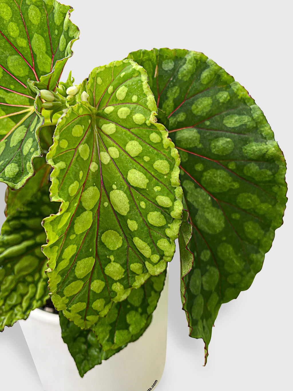 Bumble Plants Begonia U038 Chlorosticta