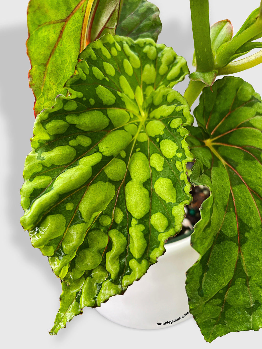 Bumble Plants Begonia U038 Chlorosticta