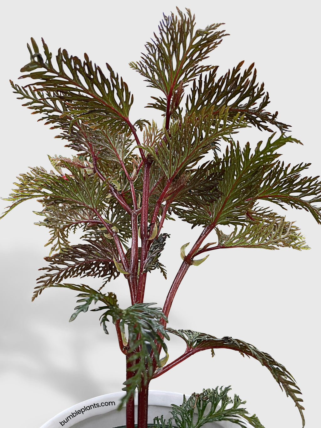 Bumble Plants Begonia Bipinnatifida
