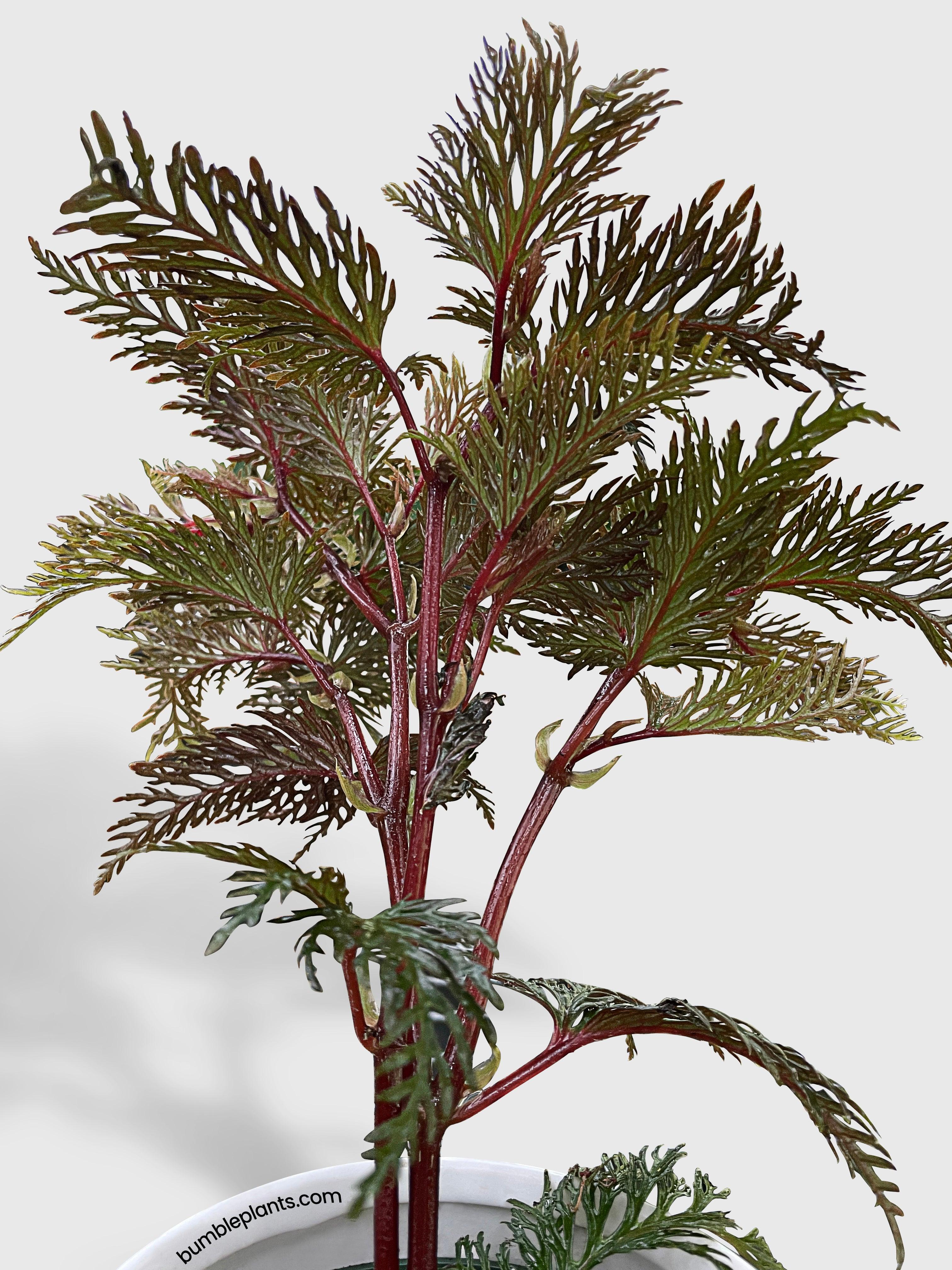 Bumble Plants Begonia Bipinnatifida