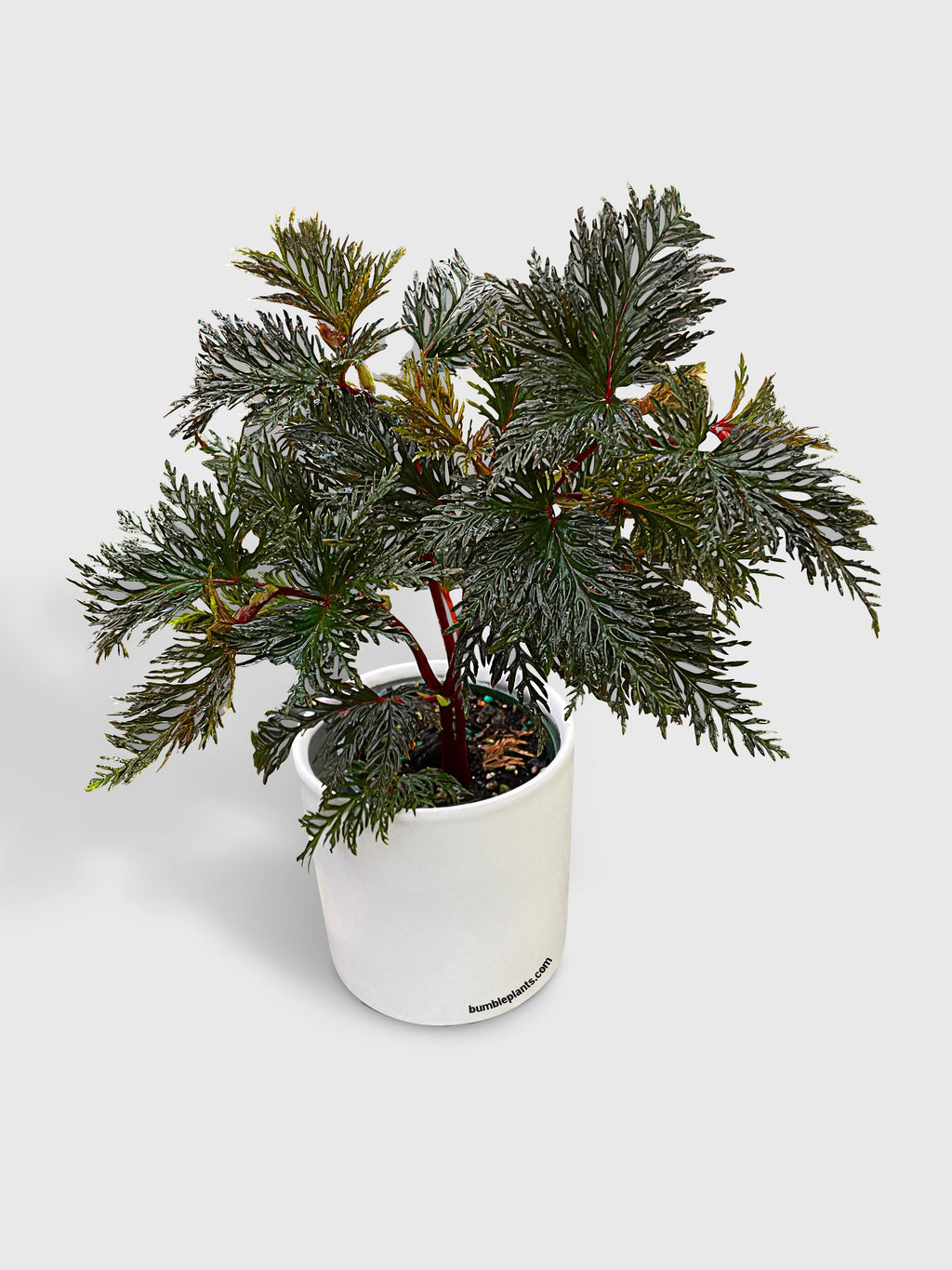 Bumble Plants Begonia Bipinnatifida