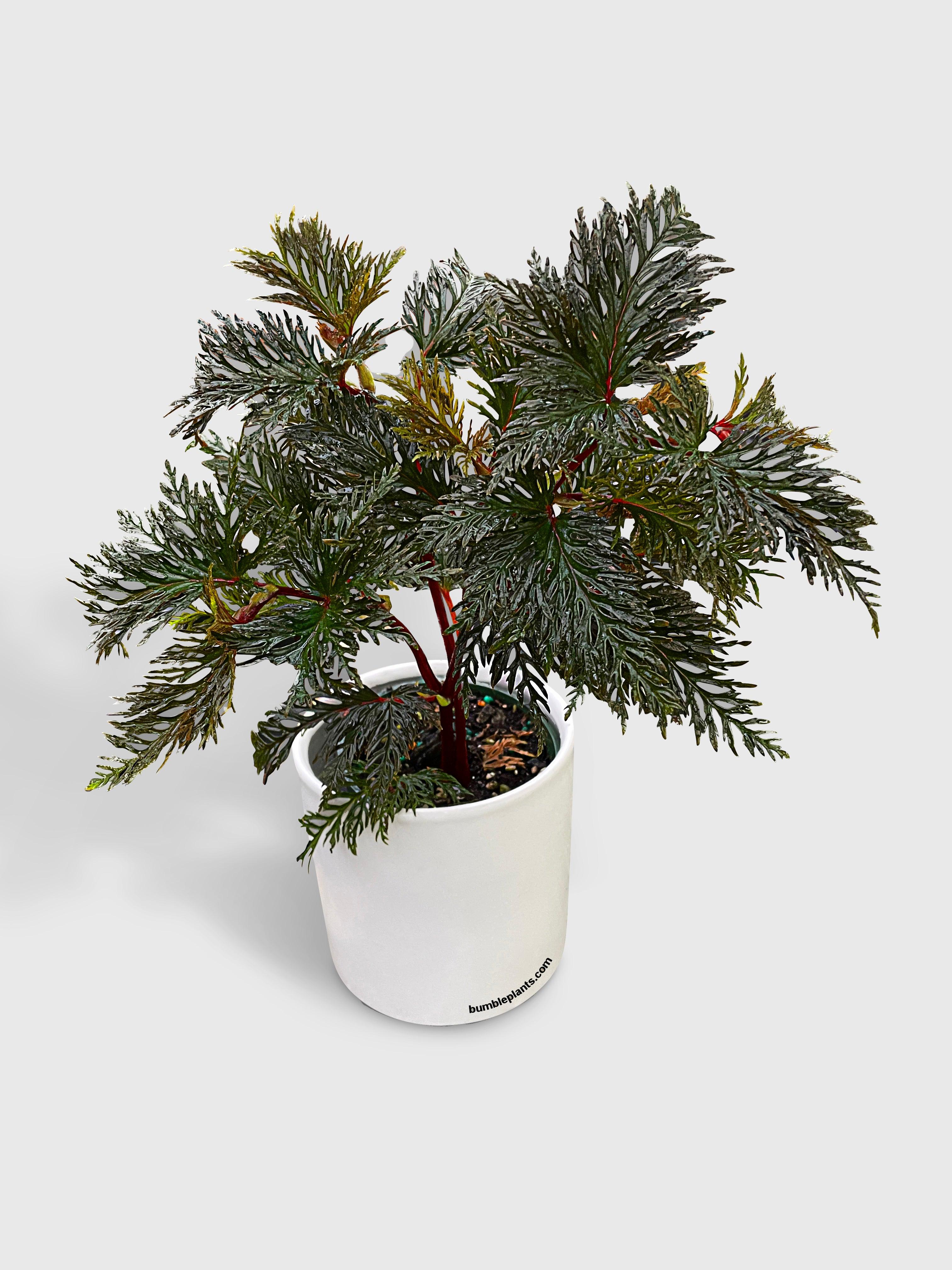 Bumble Plants Begonia Bipinnatifida
