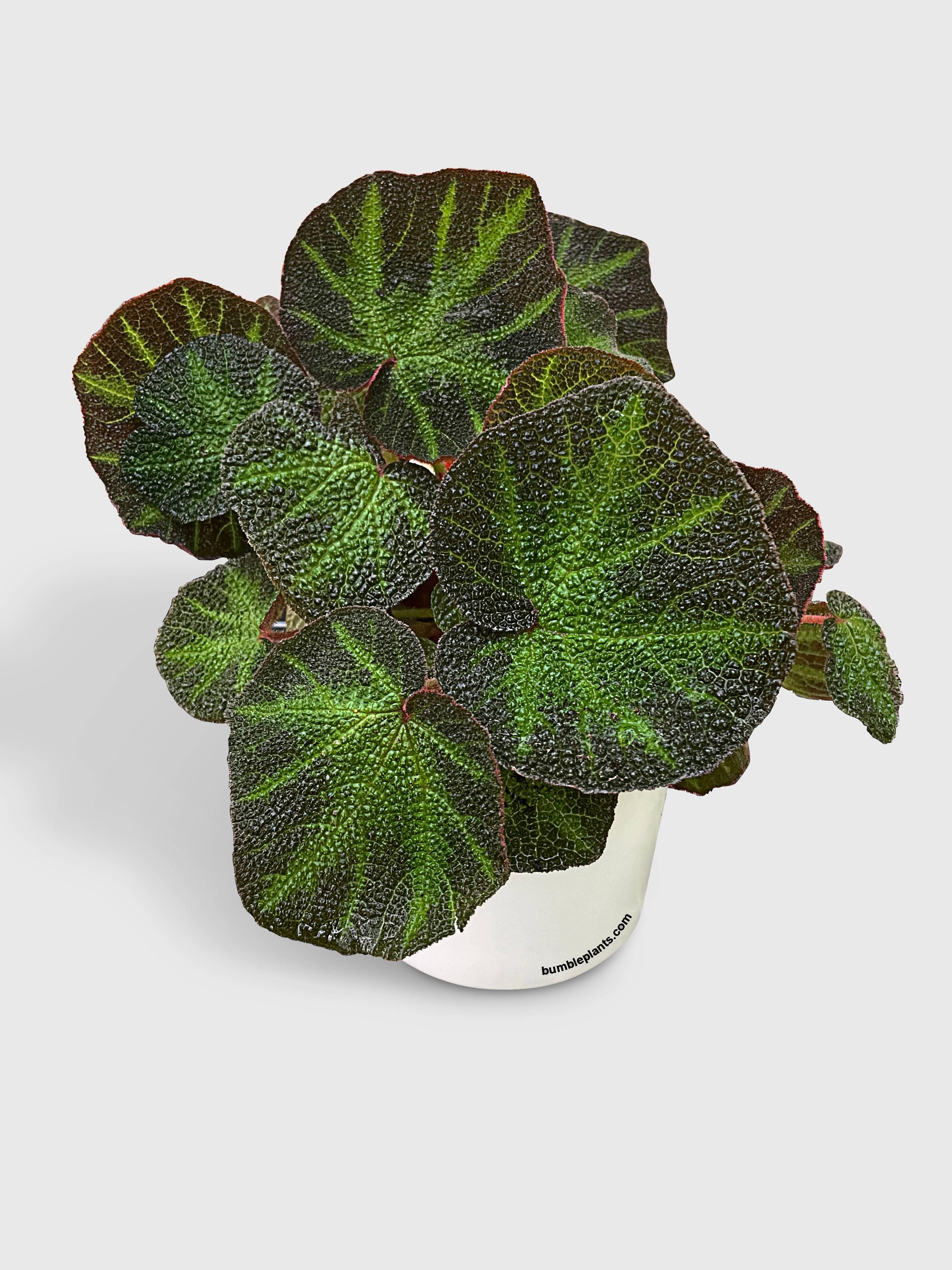 Bumble Plants Begonia Soli-Mutata (Sun-Changing Begonia)