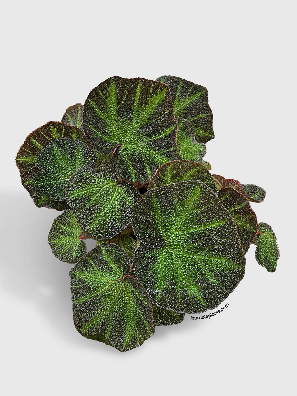 Bumble Plants Begonia Soli-Mutata (Sun-Changing Begonia)