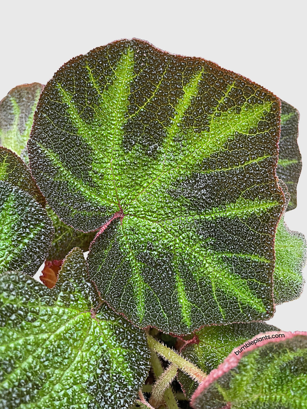 Bumble Plants Begonia Soli-Mutata (Sun-Changing Begonia)