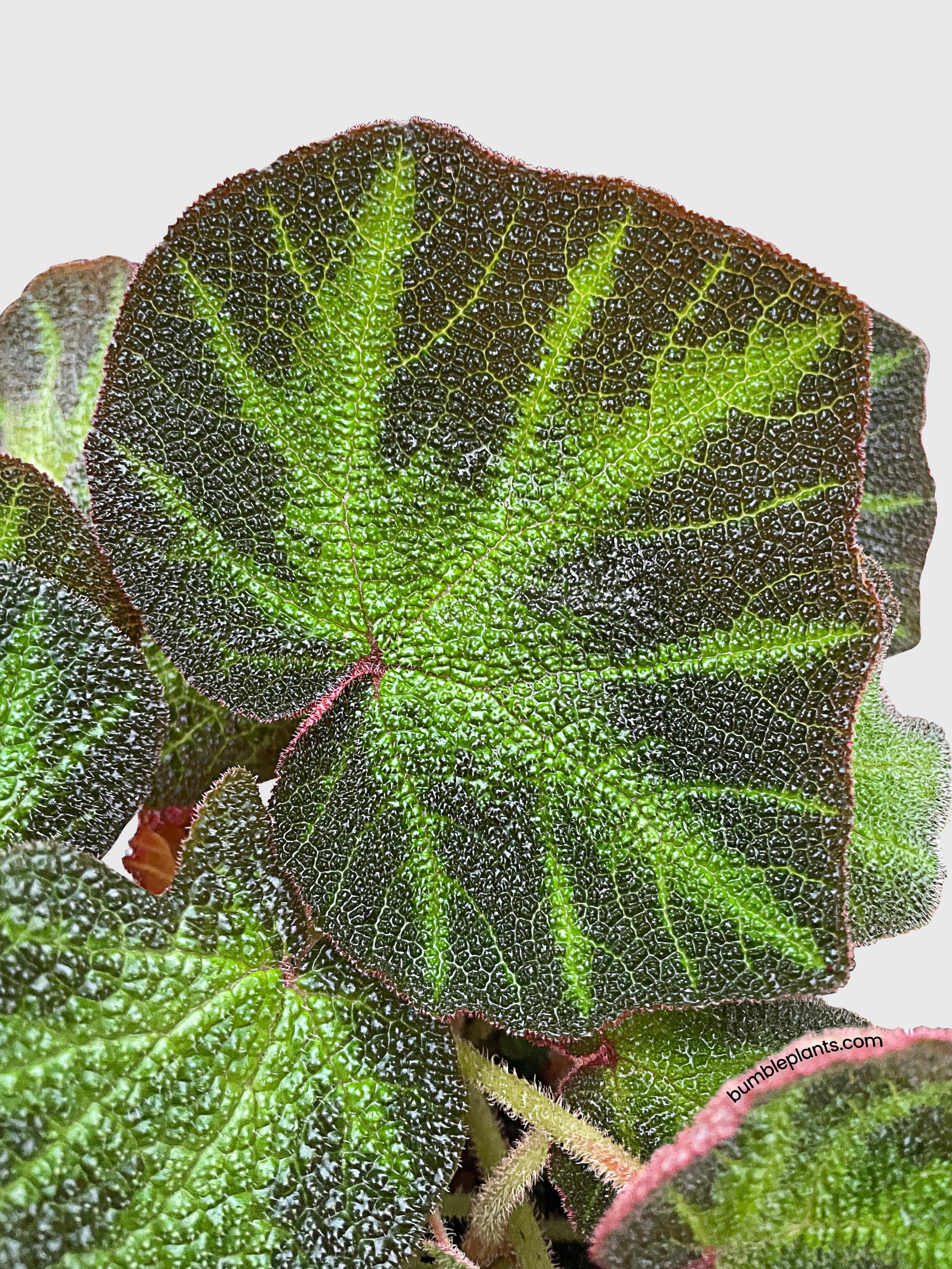 Bumble Plants Begonia Soli-Mutata (Sun-Changing Begonia)