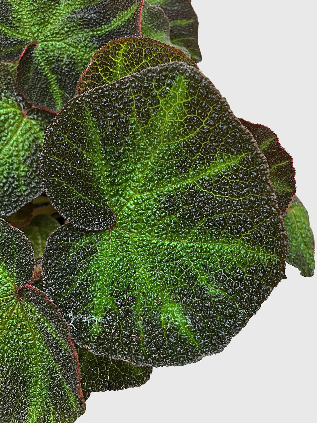 Bumble Plants Begonia Soli-Mutata (Sun-Changing Begonia)