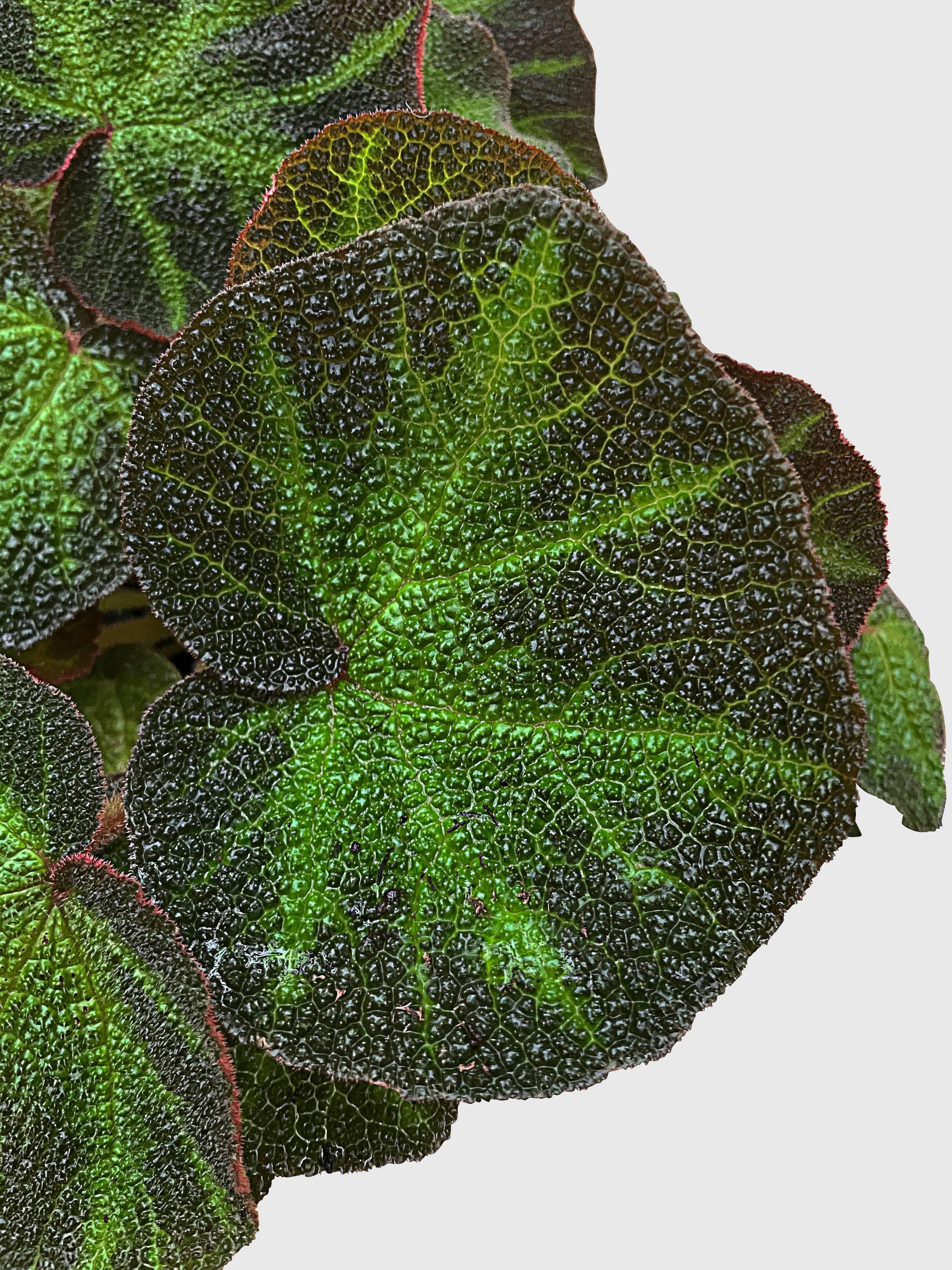 Bumble Plants Begonia Soli-Mutata (Sun-Changing Begonia)