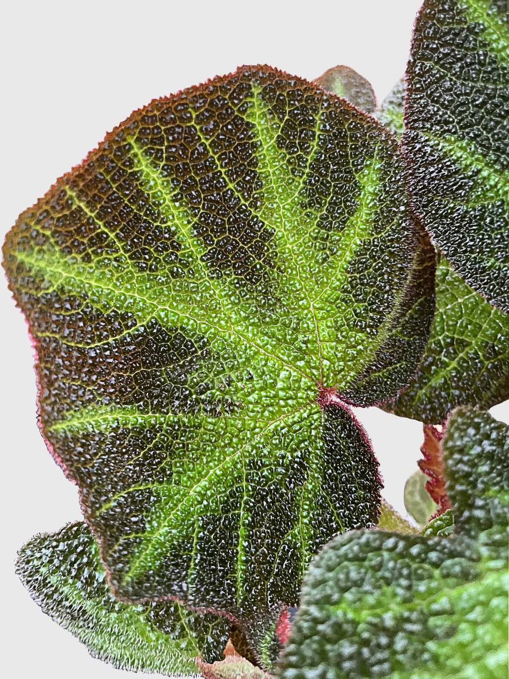 Bumble Plants Begonia Soli-Mutata (Sun-Changing Begonia)