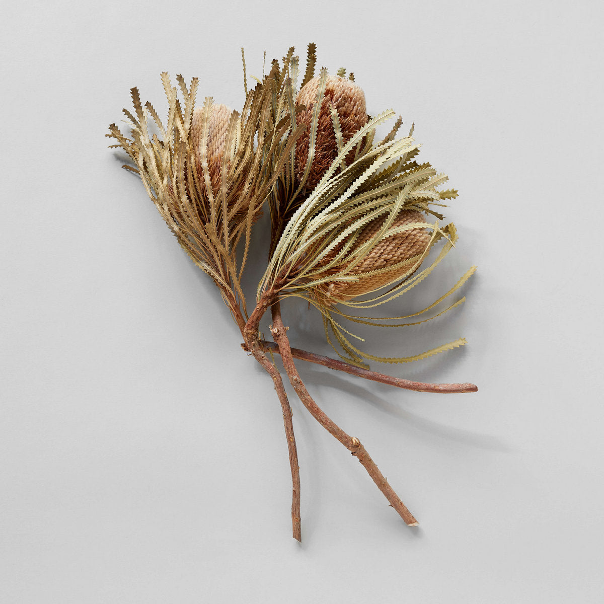 Bloomist Set of Three Dried Natural Banksia | Heirloom Boulevard