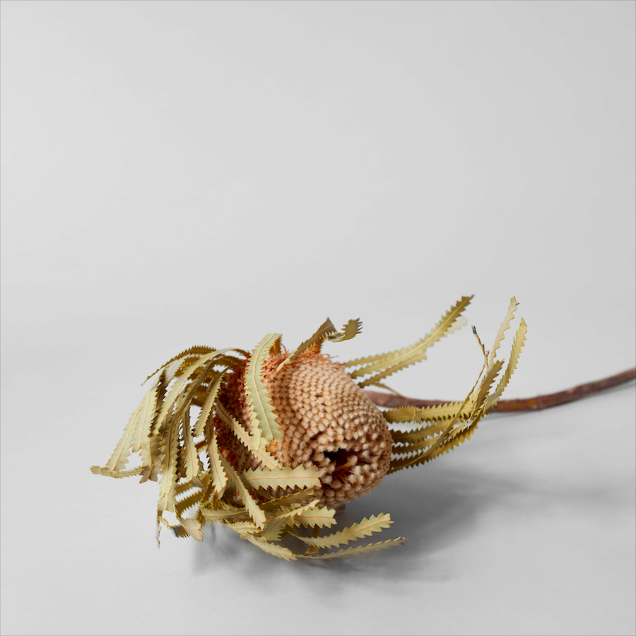 Bloomist Set of Three Dried Natural Banksia | Heirloom Boulevard