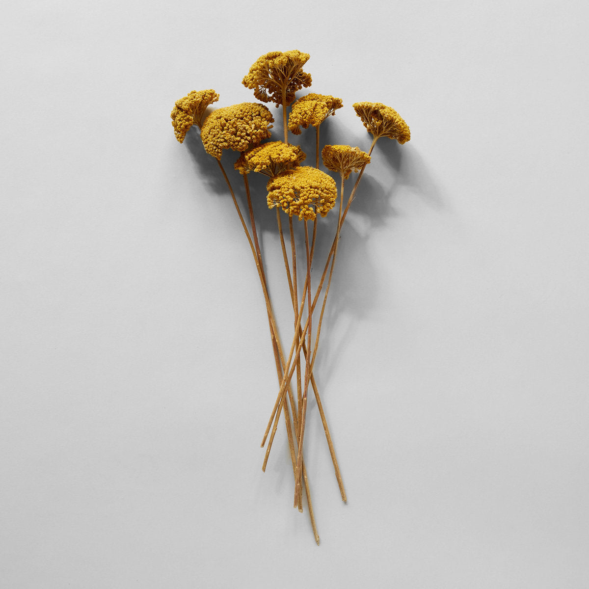Bloomist Dried Natural Yarrow | Heirloom Boulevard