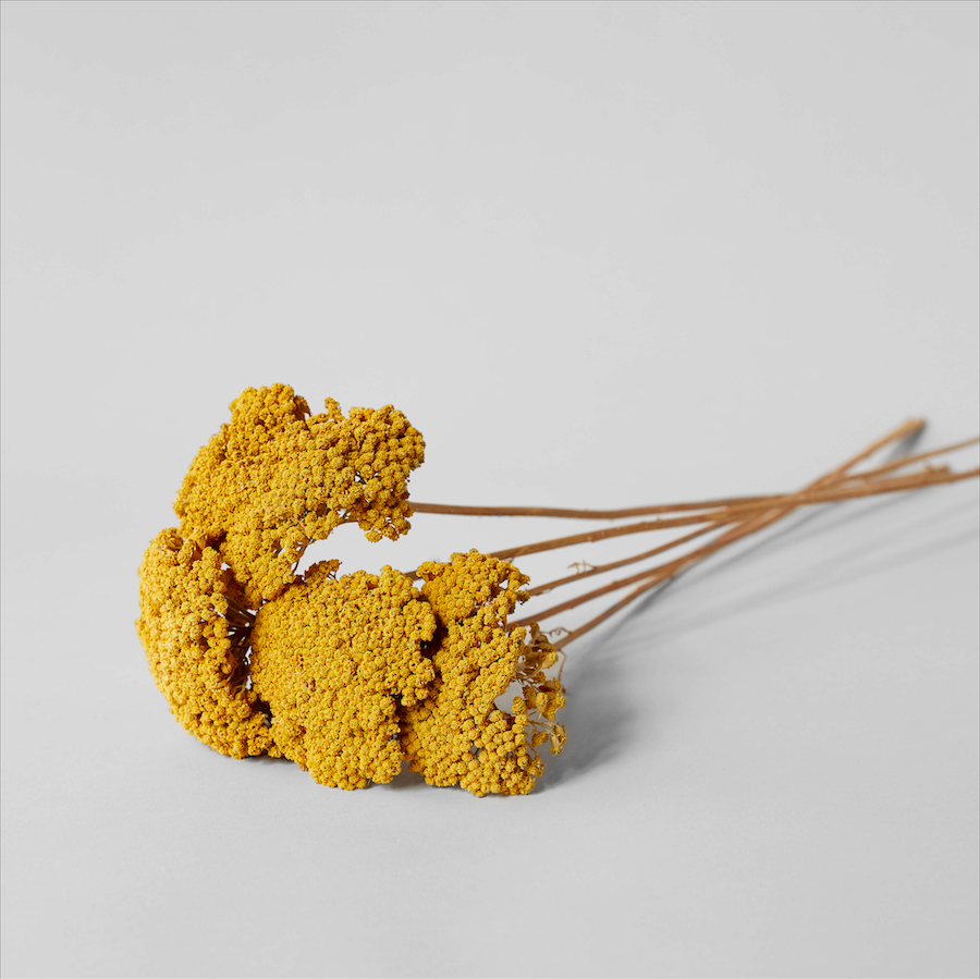Bloomist Dried Natural Yarrow | Heirloom Boulevard