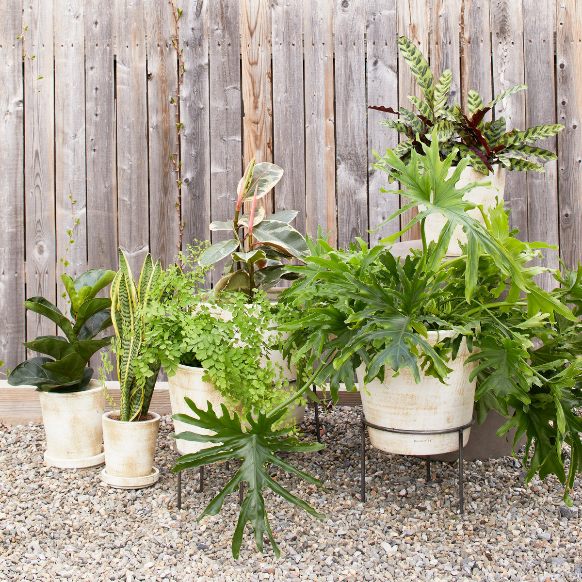 Bloomist Wrought Iron Planter Stand | Heirloom Boulevard