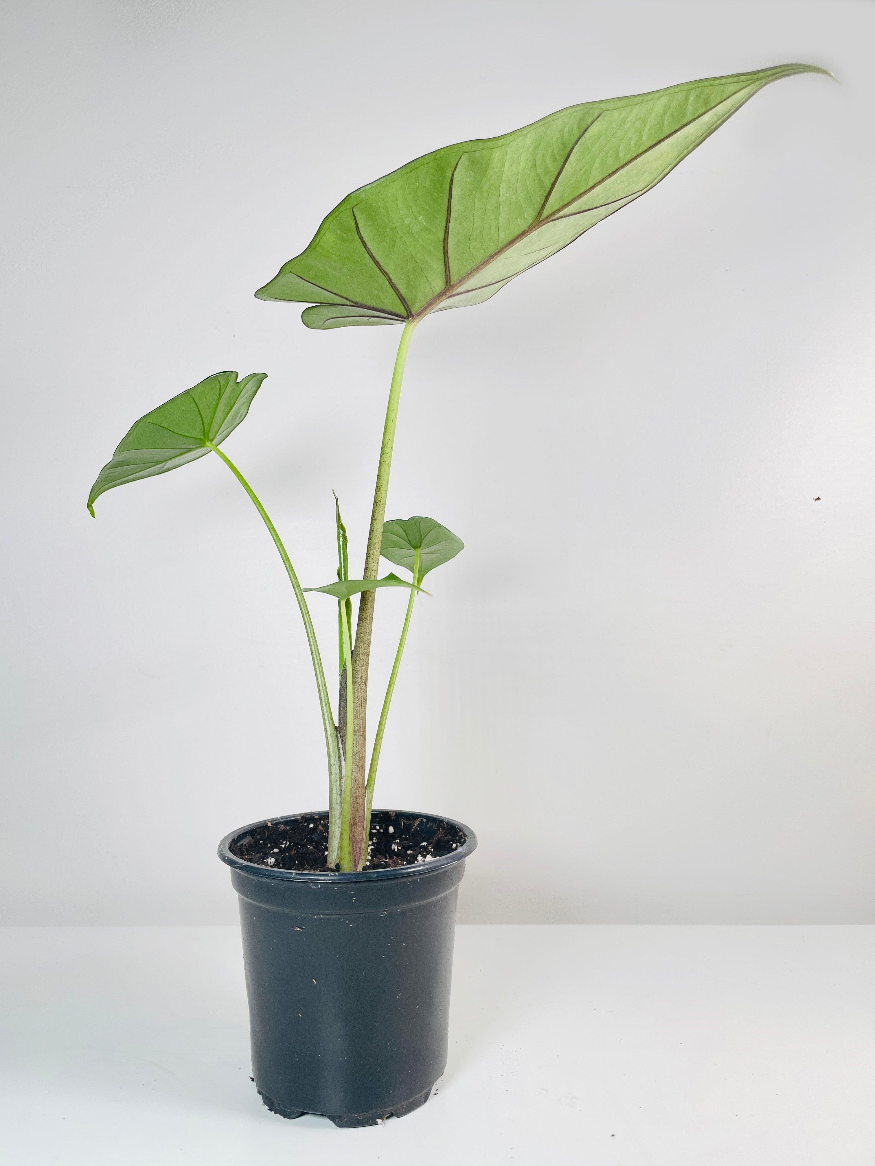 Alocasia 'Sumo' Black Veins | Heirloom Boulevard