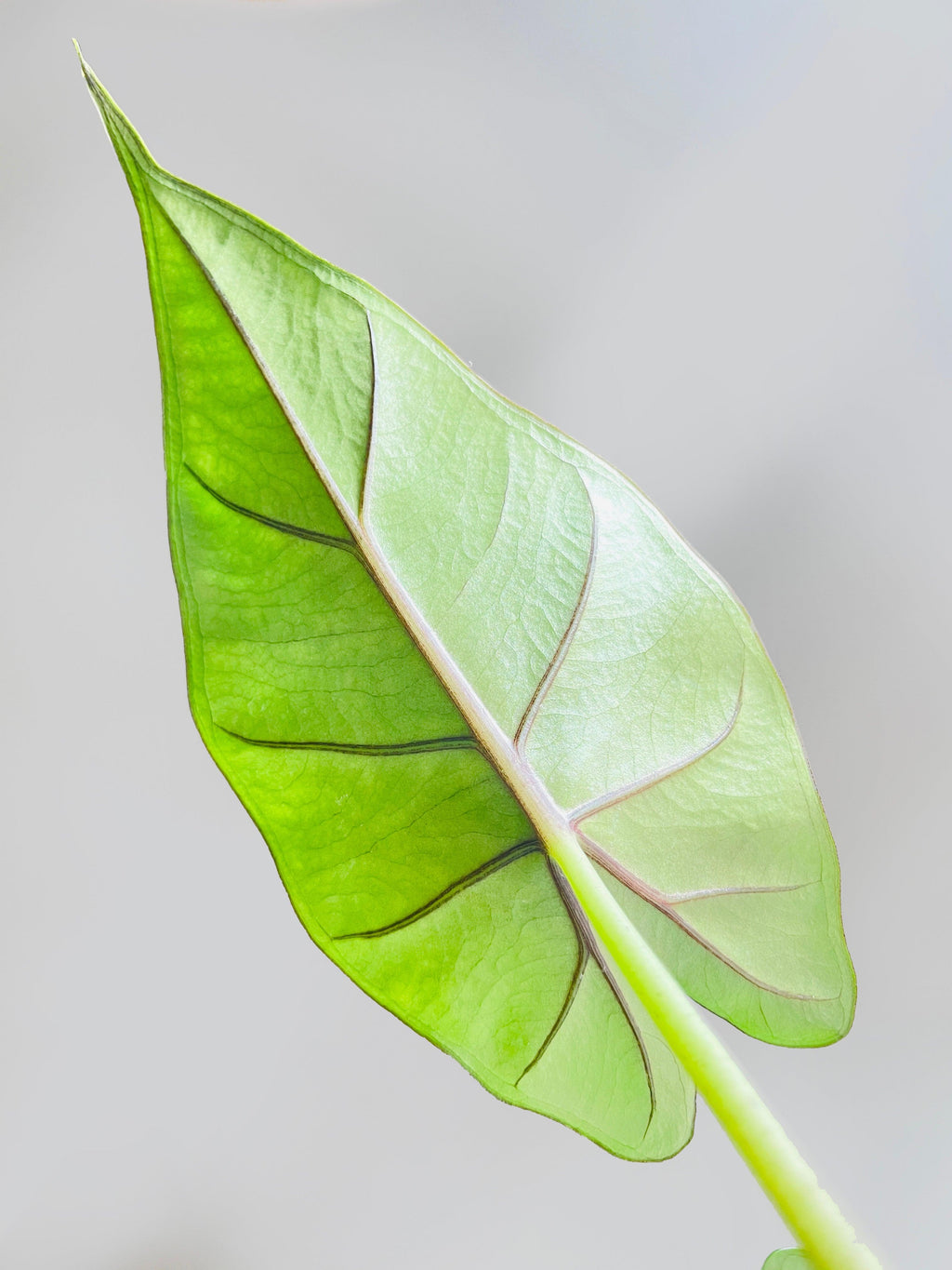 Alocasia 'Sumo' Black Veins | Heirloom Boulevard