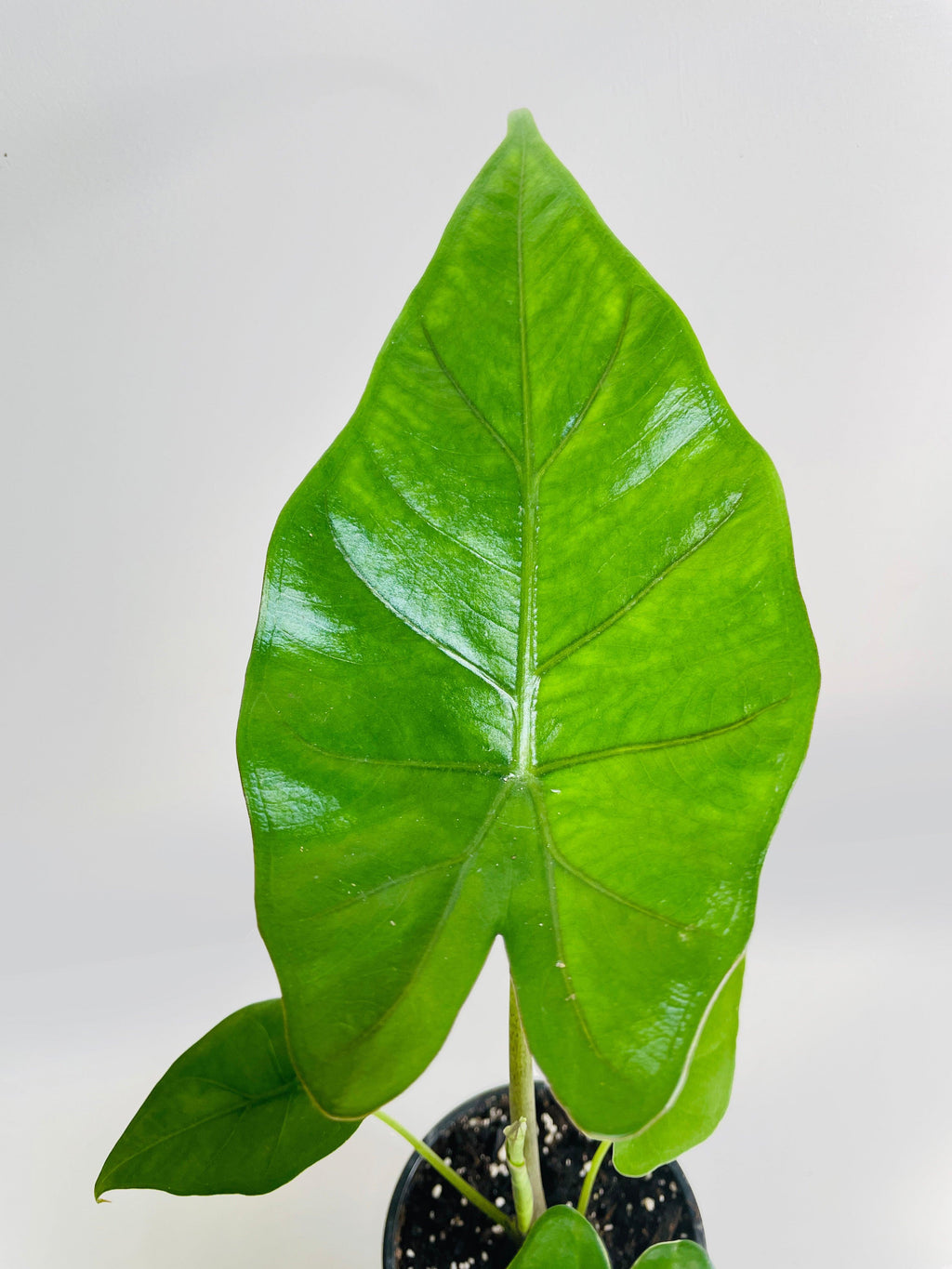Alocasia 'Sumo' Black Veins | Heirloom Boulevard