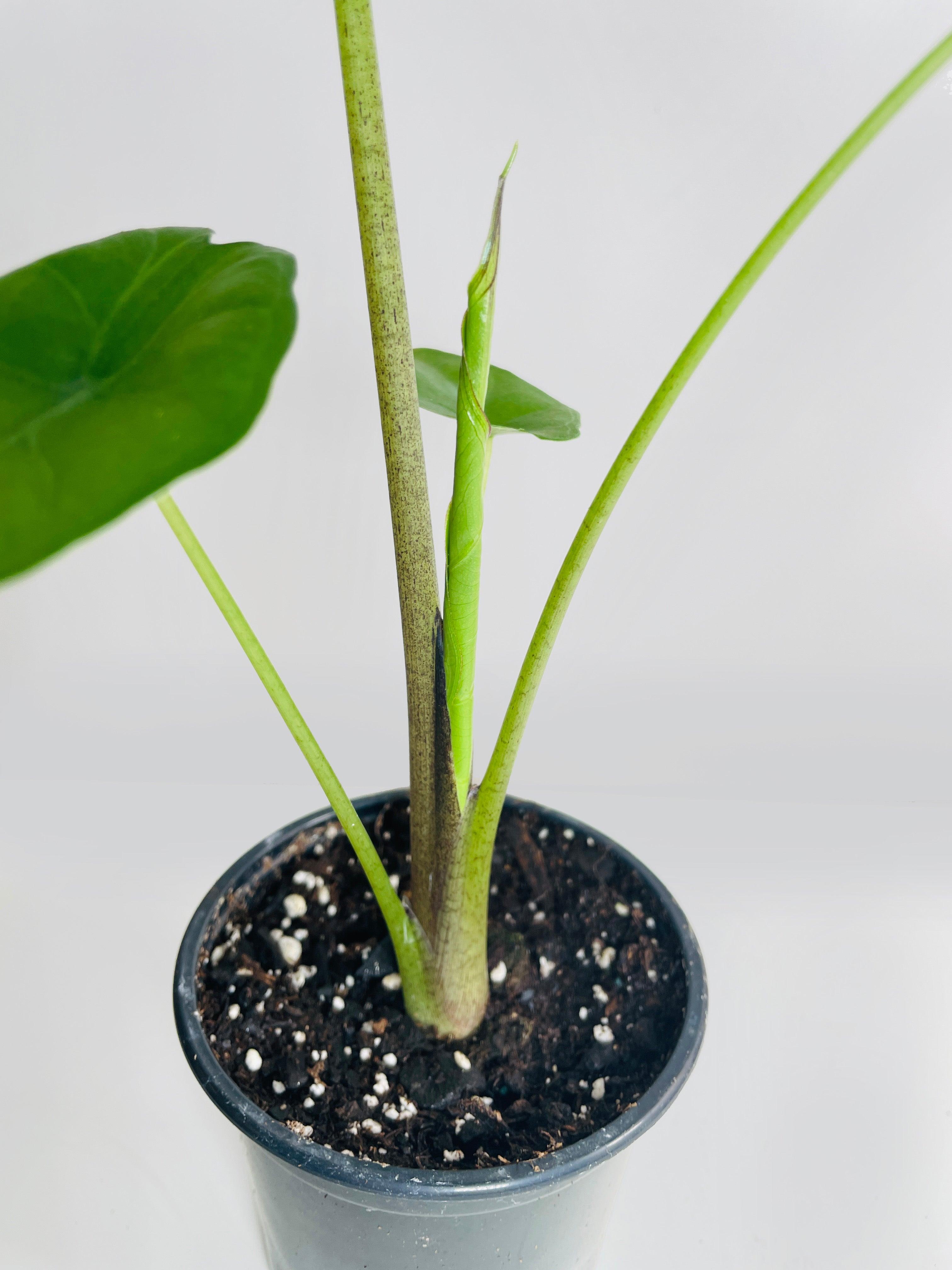 Alocasia 'Sumo' Black Veins | Heirloom Boulevard