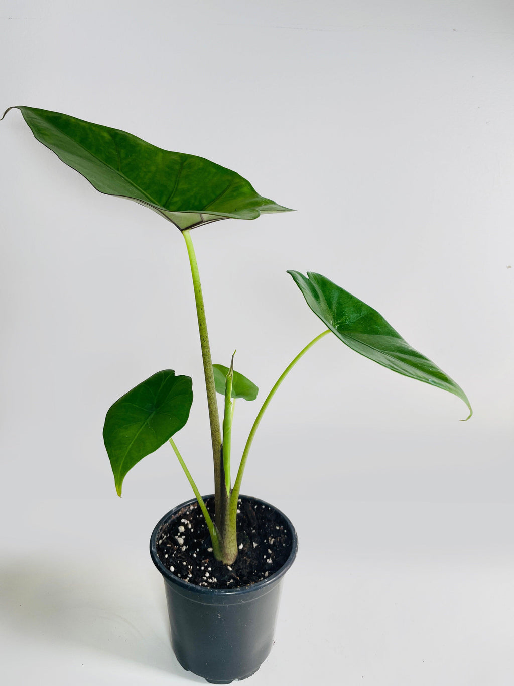 Alocasia 'Sumo' Black Veins | Heirloom Boulevard