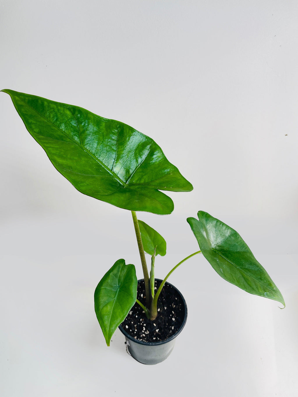 Alocasia 'Sumo' Black Veins | Heirloom Boulevard