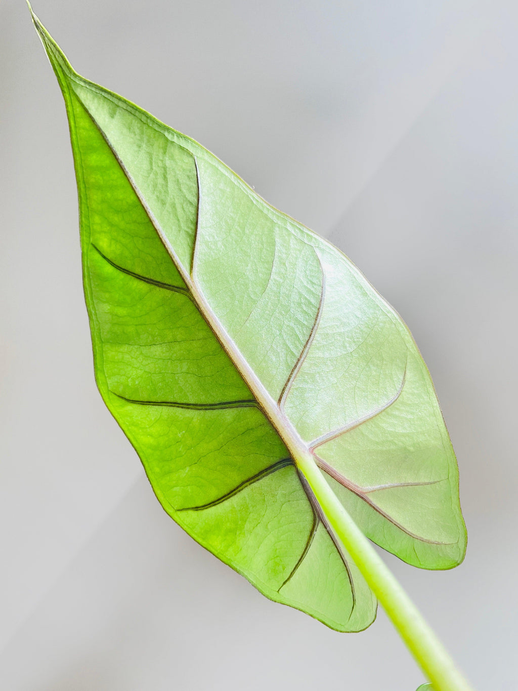 Alocasia 'Sumo' Black Veins | Heirloom Boulevard