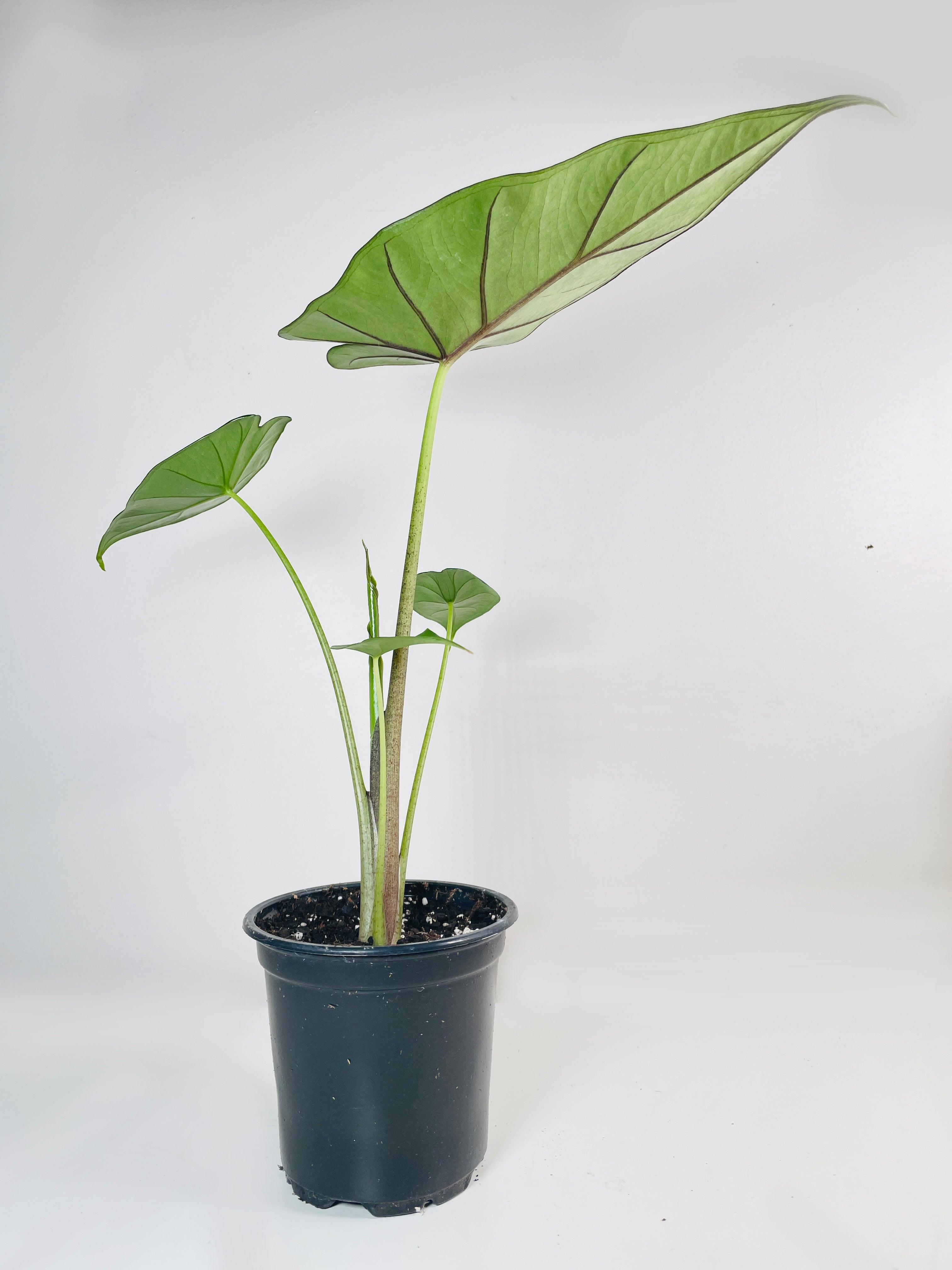 Alocasia 'Sumo' Black Veins | Heirloom Boulevard