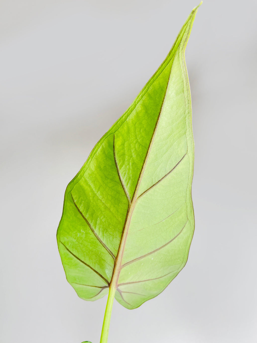 Alocasia 'Sumo' Black Veins | Heirloom Boulevard