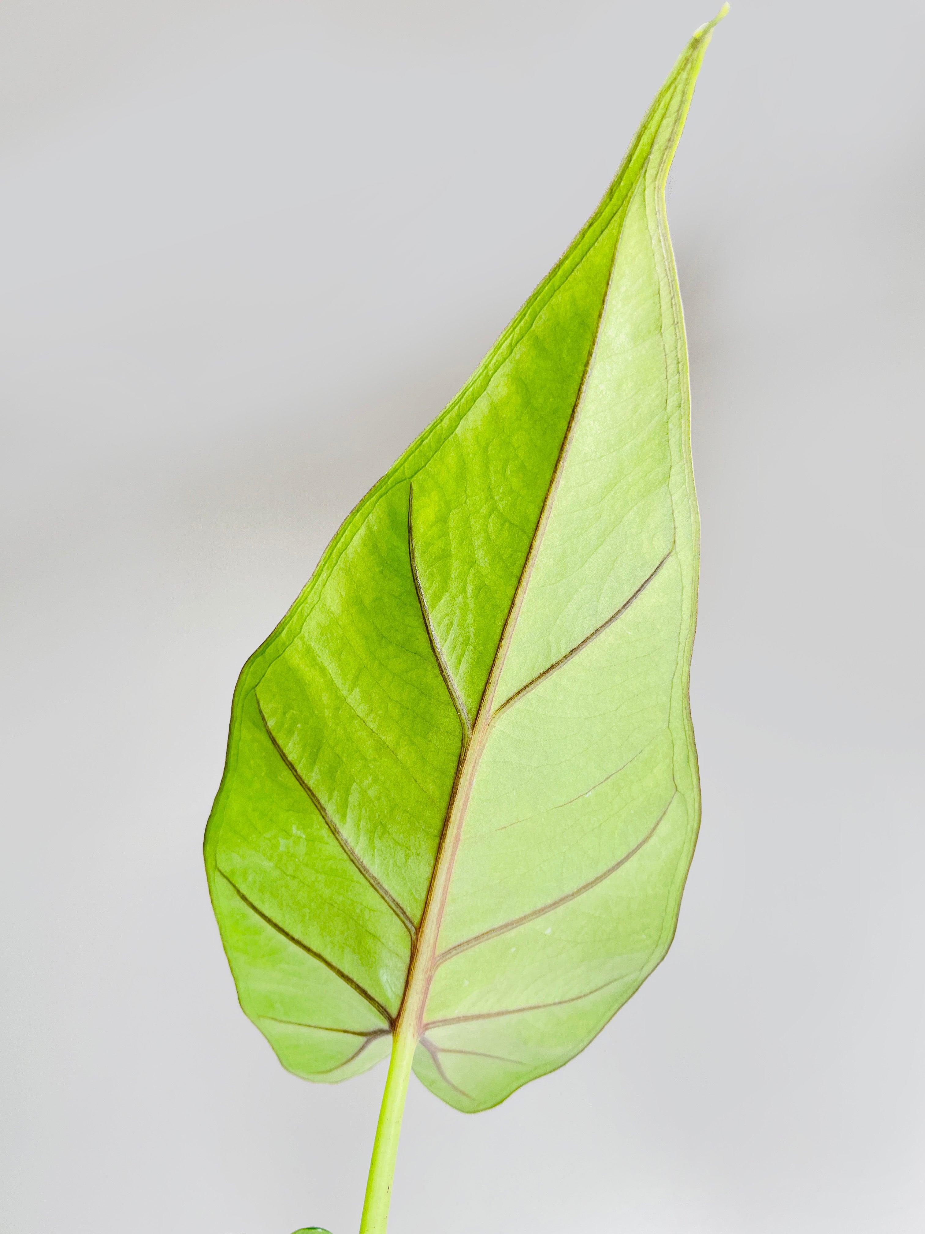 Alocasia 'Sumo' Black Veins | Heirloom Boulevard