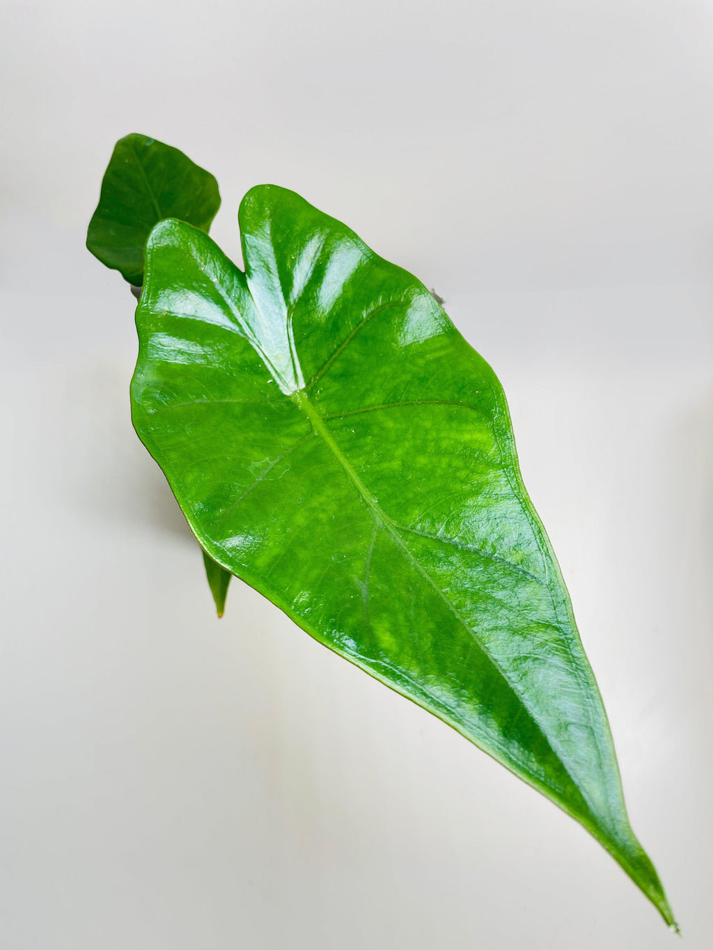 Alocasia 'Sumo' Black Veins | Heirloom Boulevard