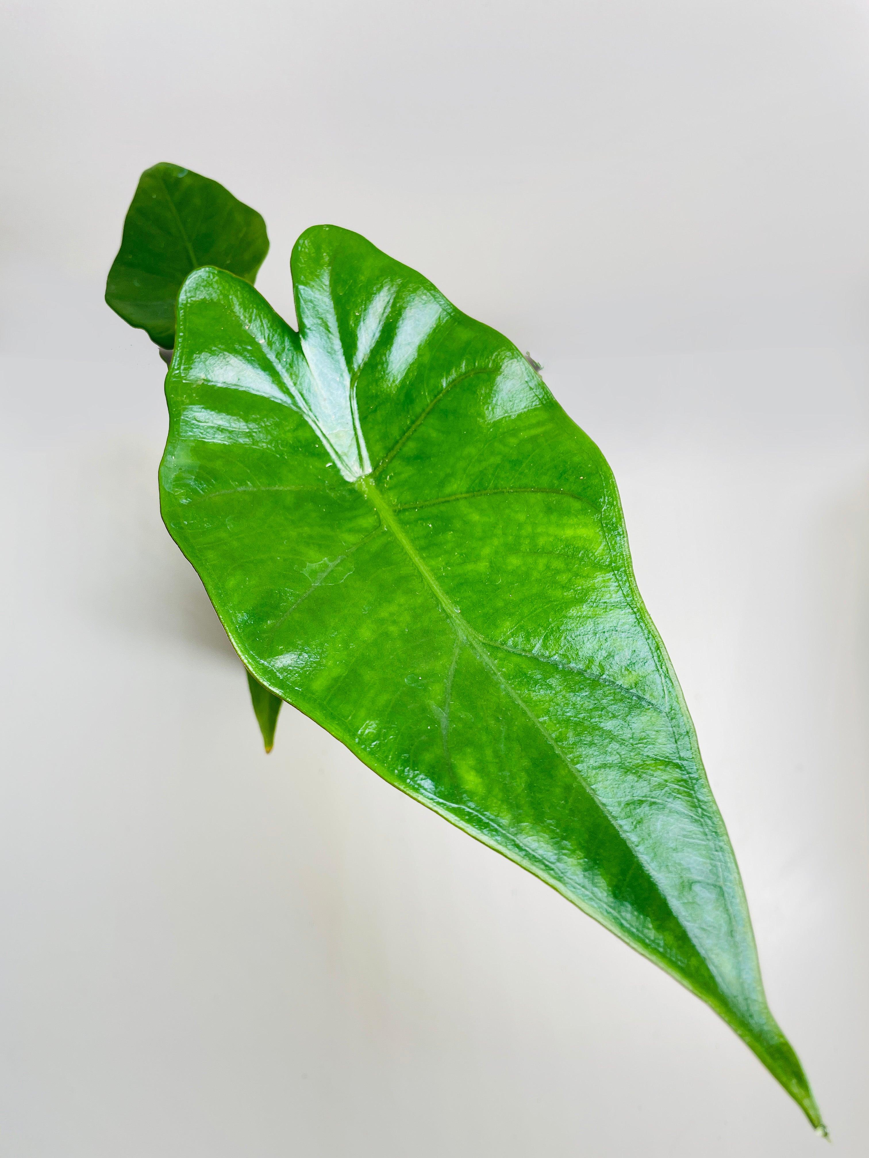 Alocasia 'Sumo' Black Veins | Heirloom Boulevard