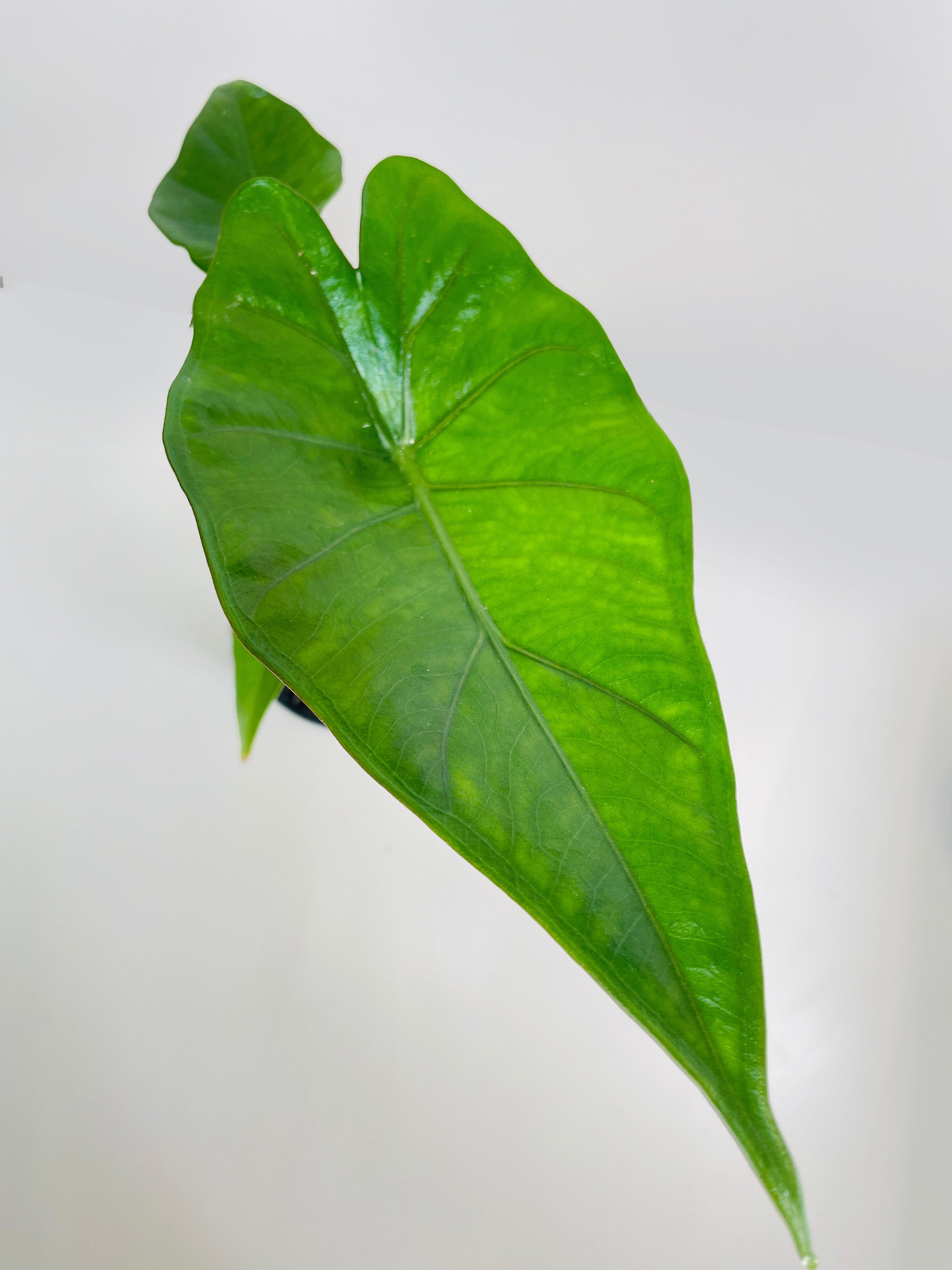 Alocasia 'Sumo' Black Veins | Heirloom Boulevard