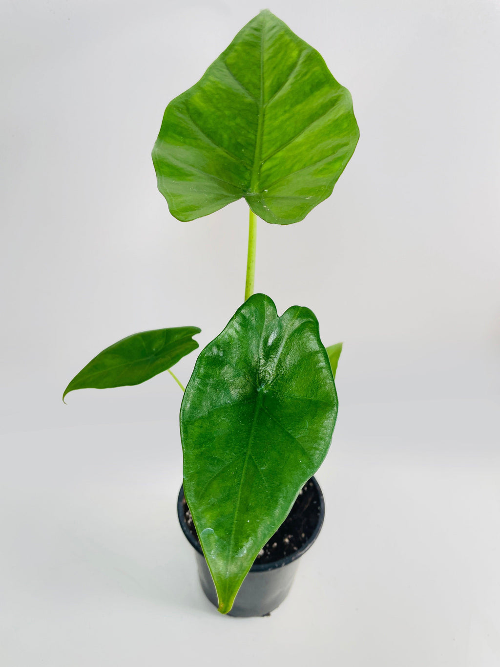 Alocasia 'Sumo' Black Veins | Heirloom Boulevard