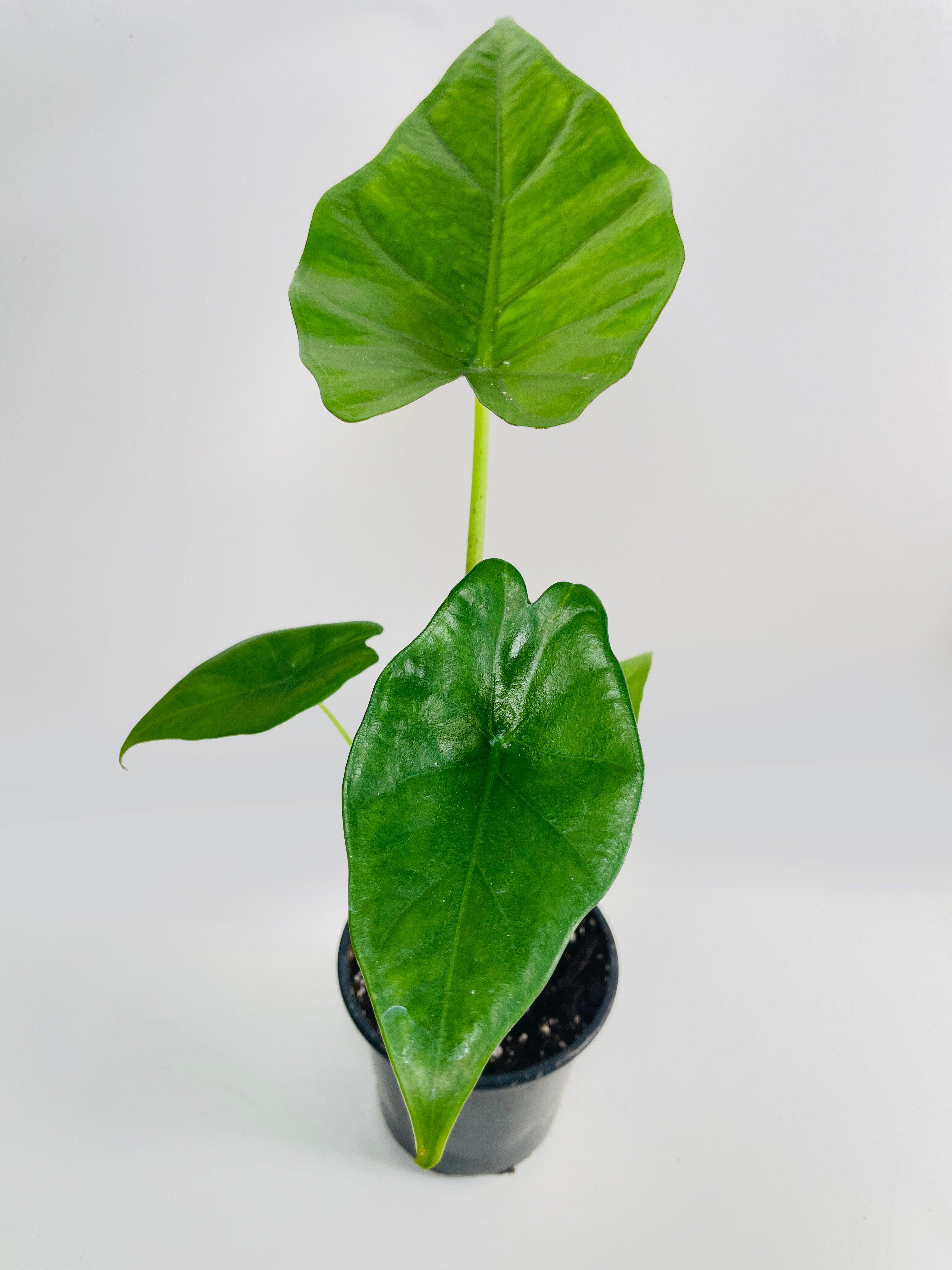 Alocasia 'Sumo' Black Veins | Heirloom Boulevard