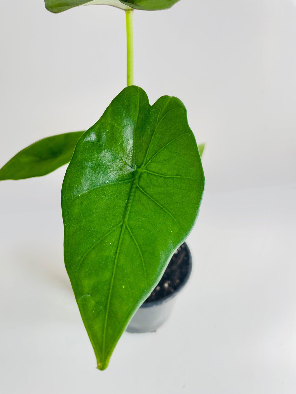 Alocasia 'Sumo' Black Veins | Heirloom Boulevard