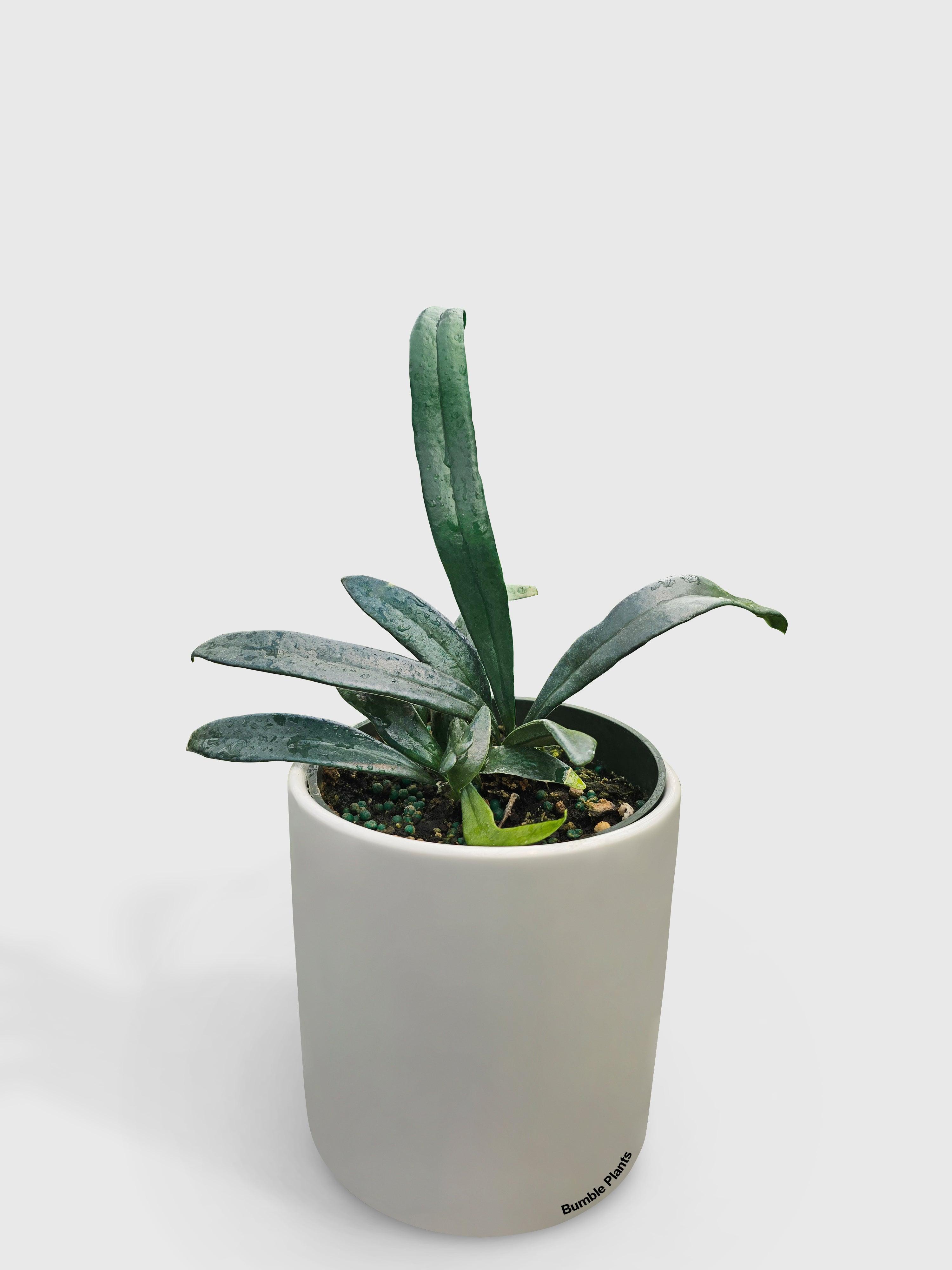Blue Oil Fern 'Microsorum Thailandicum' | Heirloom Boulevard