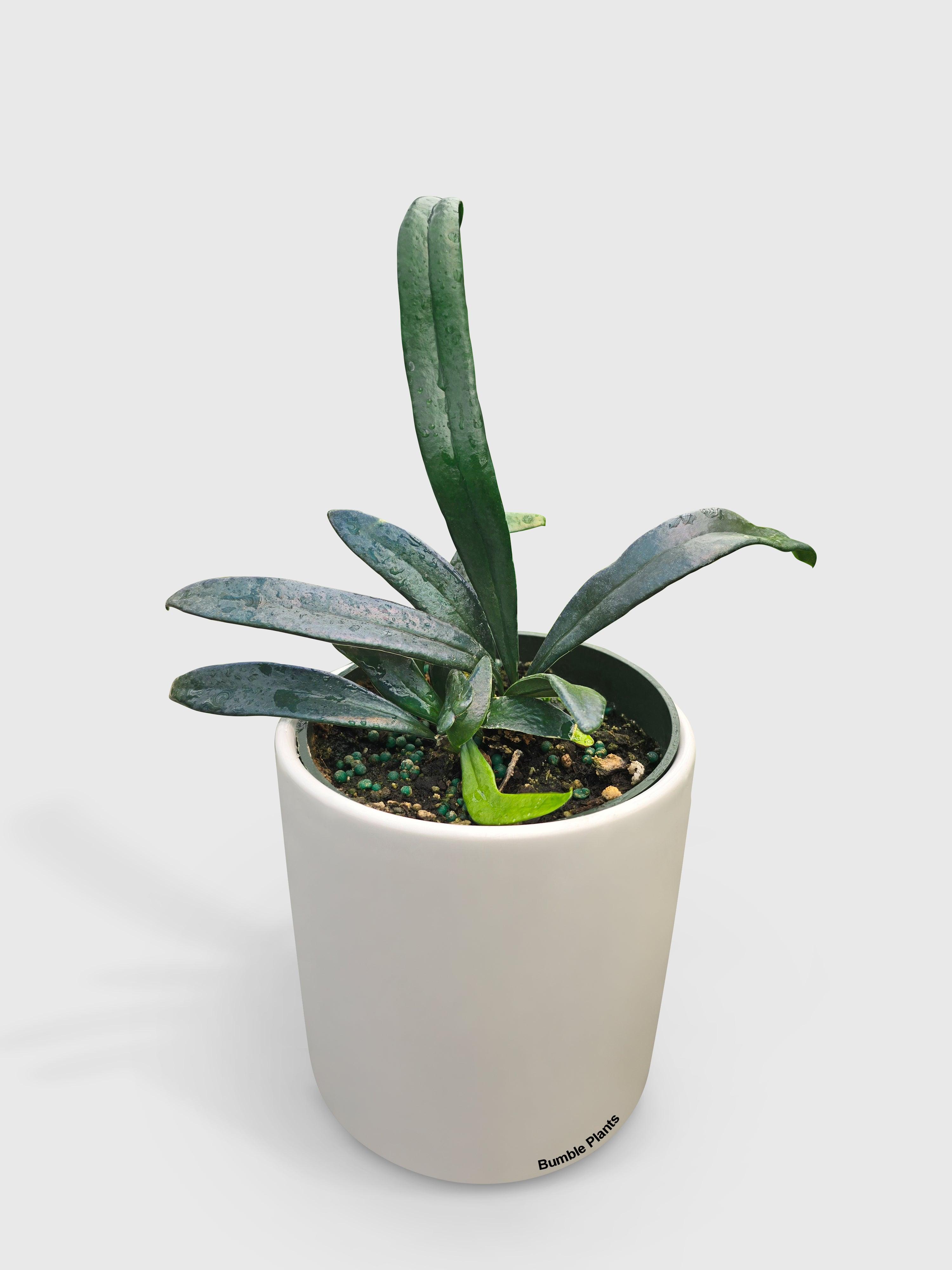 Blue Oil Fern 'Microsorum Thailandicum' | Heirloom Boulevard