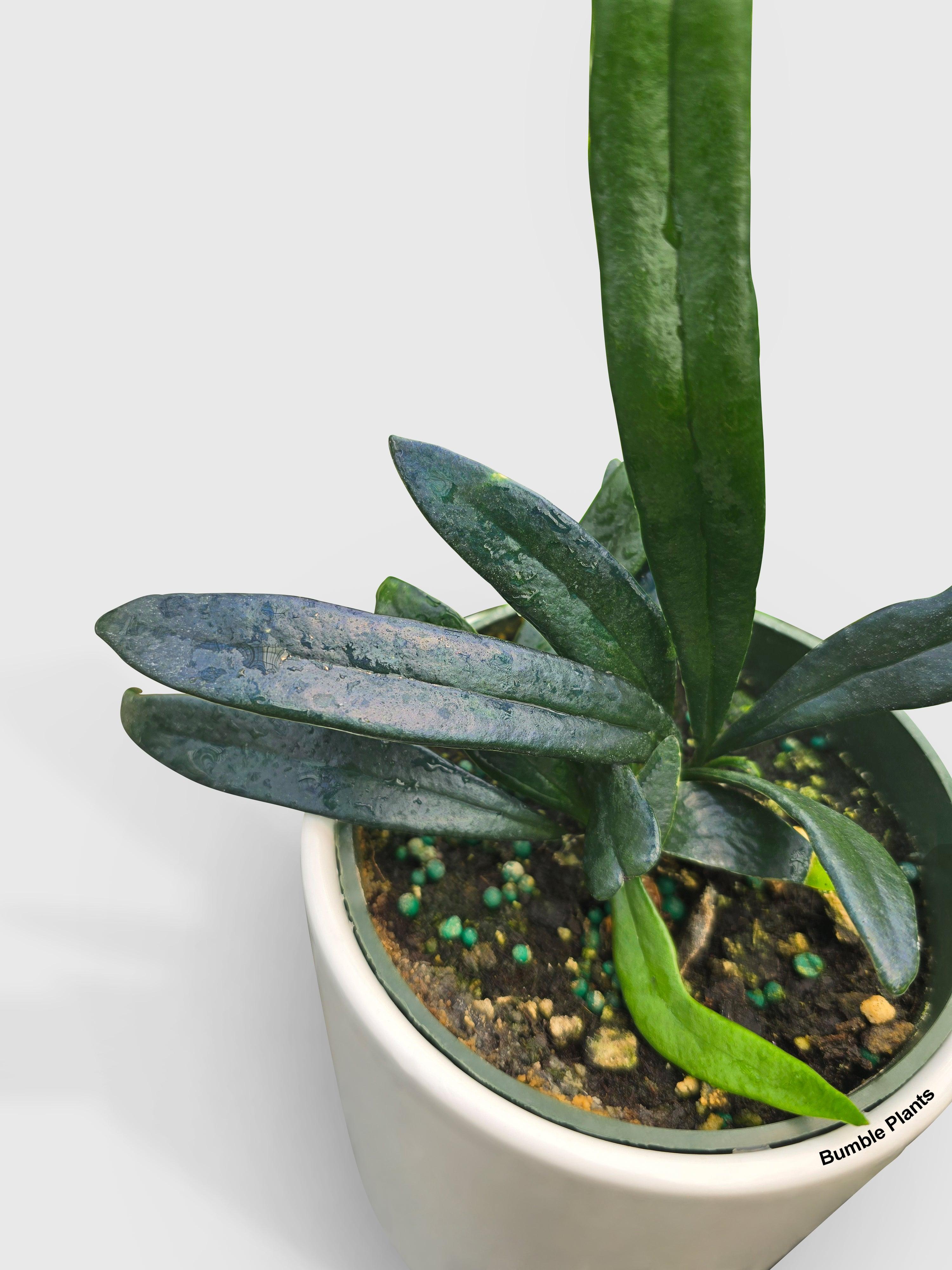 Blue Oil Fern 'Microsorum Thailandicum' | Heirloom Boulevard