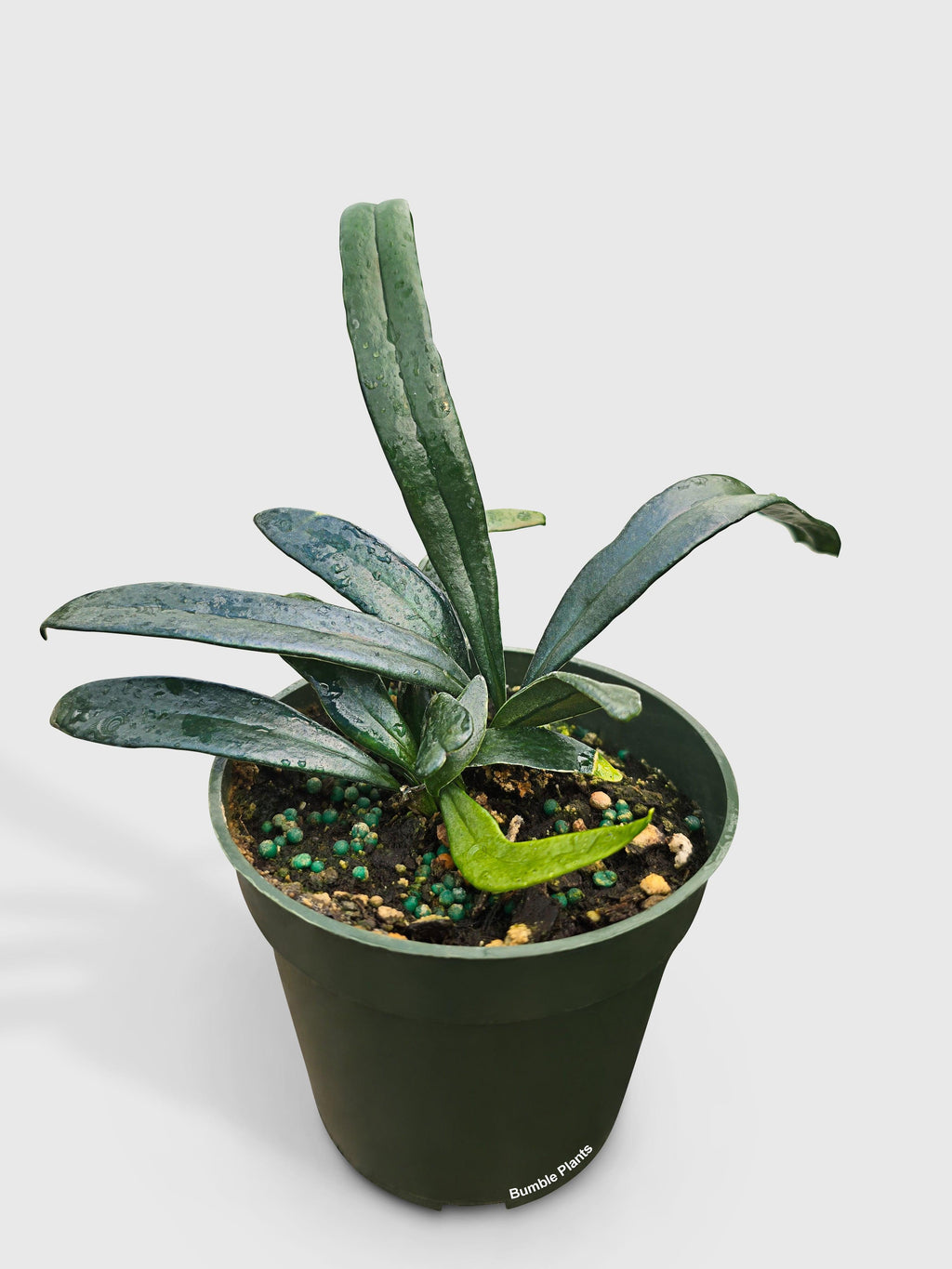 Blue Oil Fern 'Microsorum Thailandicum' | Heirloom Boulevard