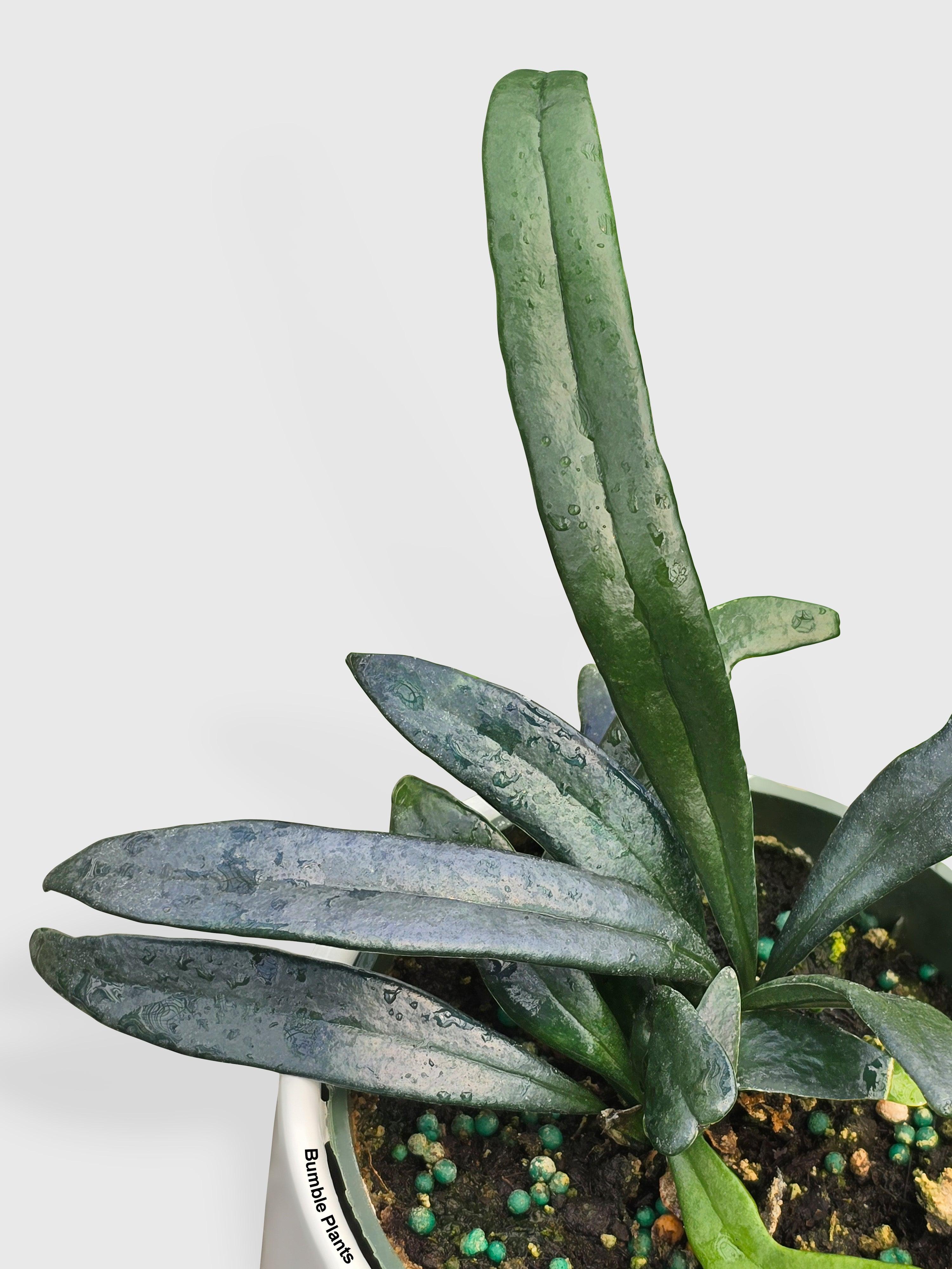 Blue Oil Fern 'Microsorum Thailandicum' | Heirloom Boulevard