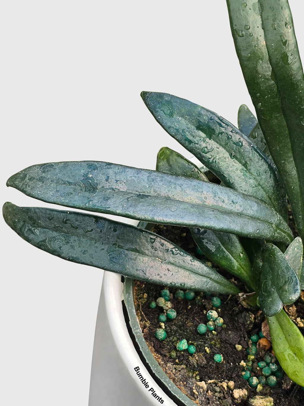 Blue Oil Fern 'Microsorum Thailandicum' | Heirloom Boulevard