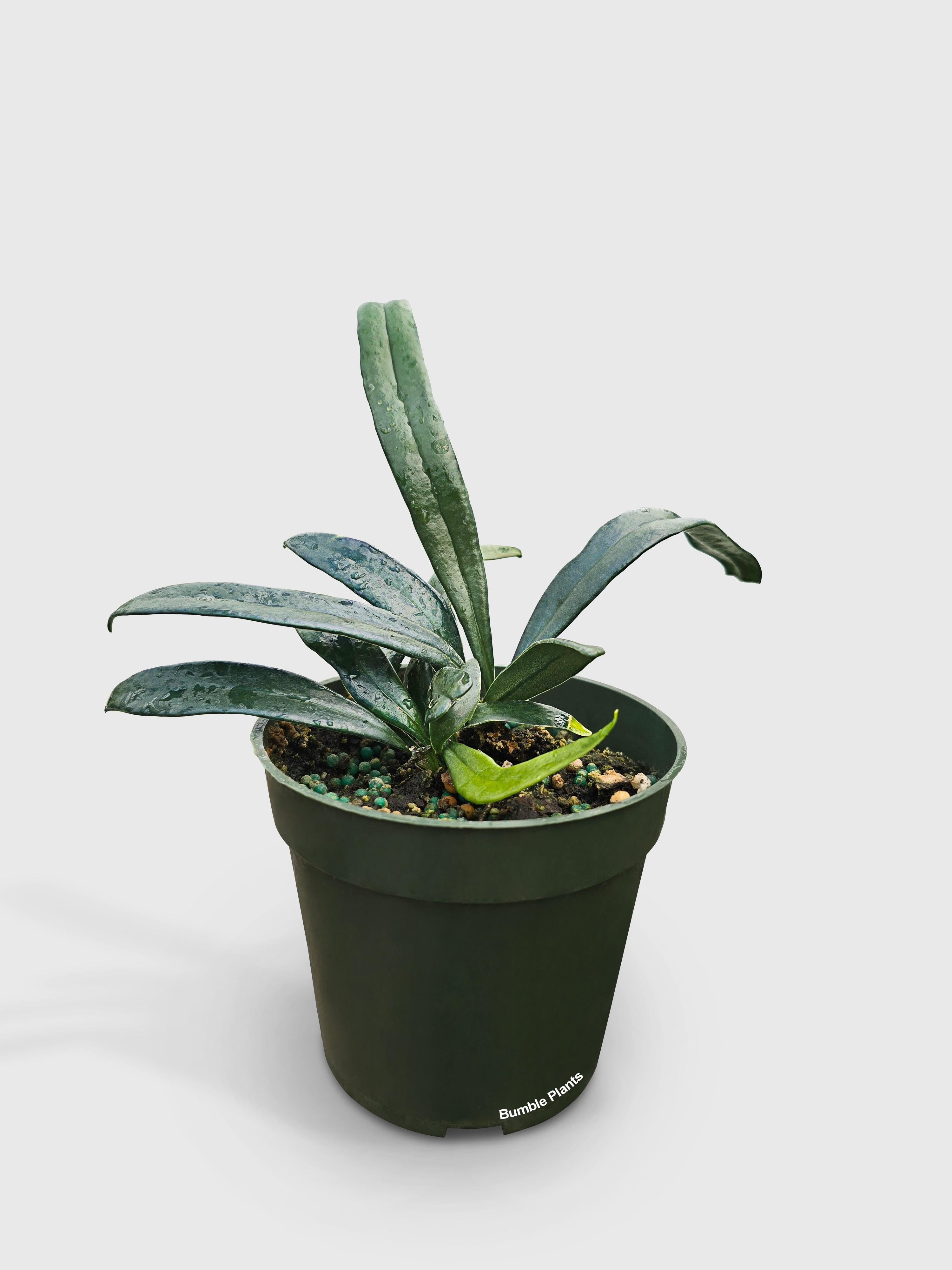 Blue Oil Fern 'Microsorum Thailandicum' | Heirloom Boulevard
