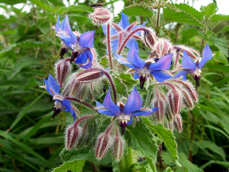 Seattle Seed Company Borage | Heirloom Boulevard