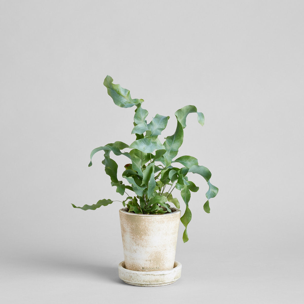 Bloomist Tray for Basic Planter, White Patina | Heirloom Boulevard