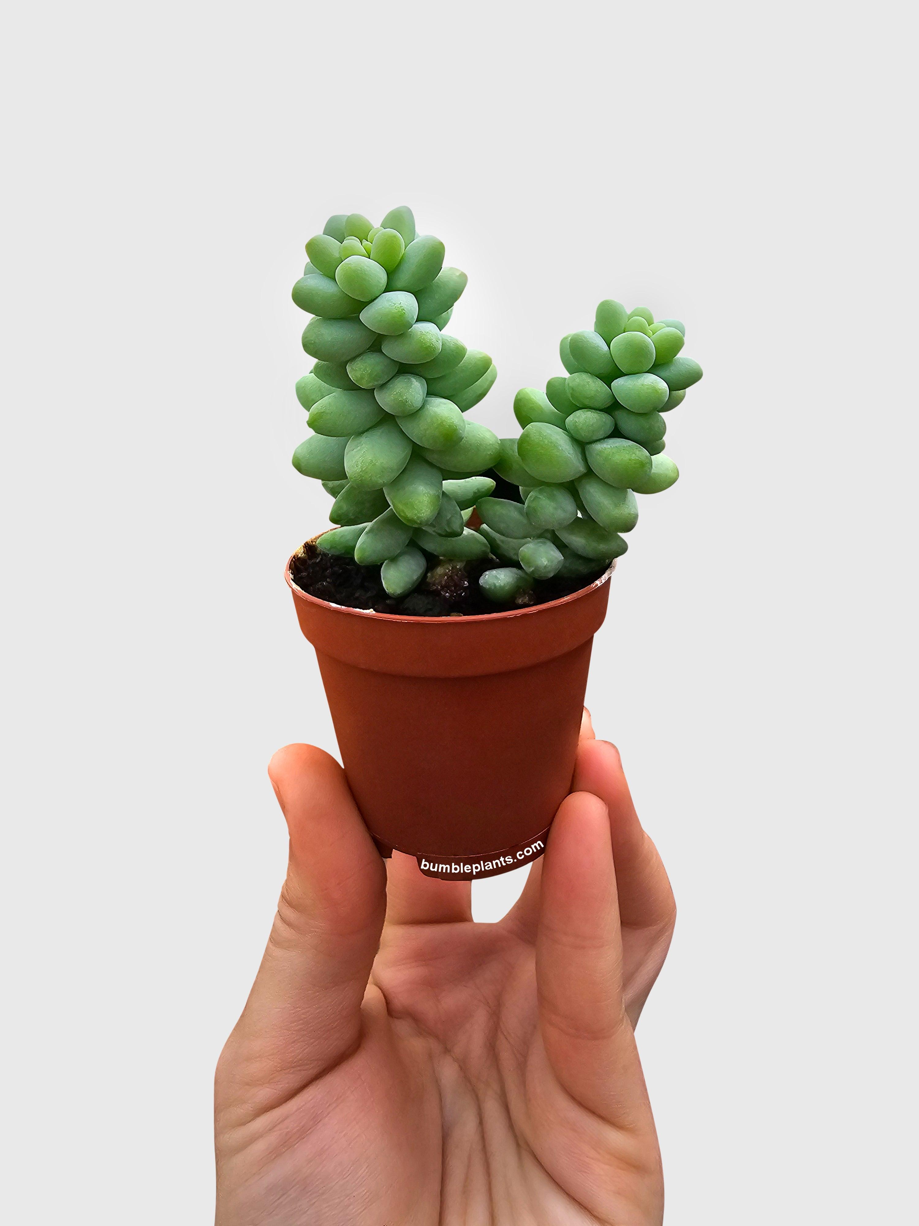 Bumble Plants Burro's Donkey Tail Succulent