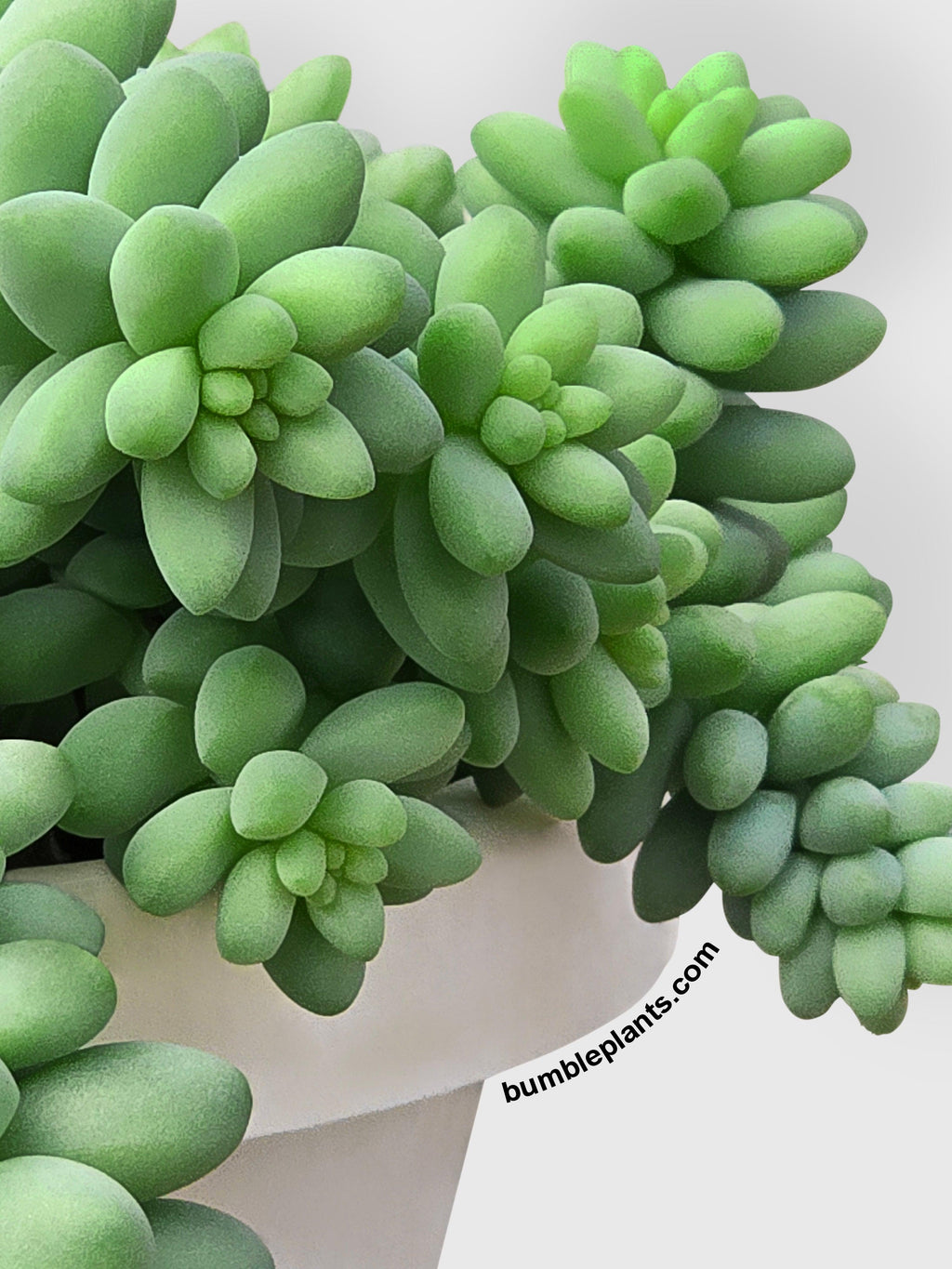 Bumble Plants Burro's Donkey Tail Succulent