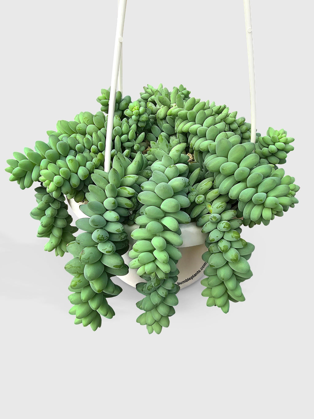 Bumble Plants Burro's Donkey Tail Succulent