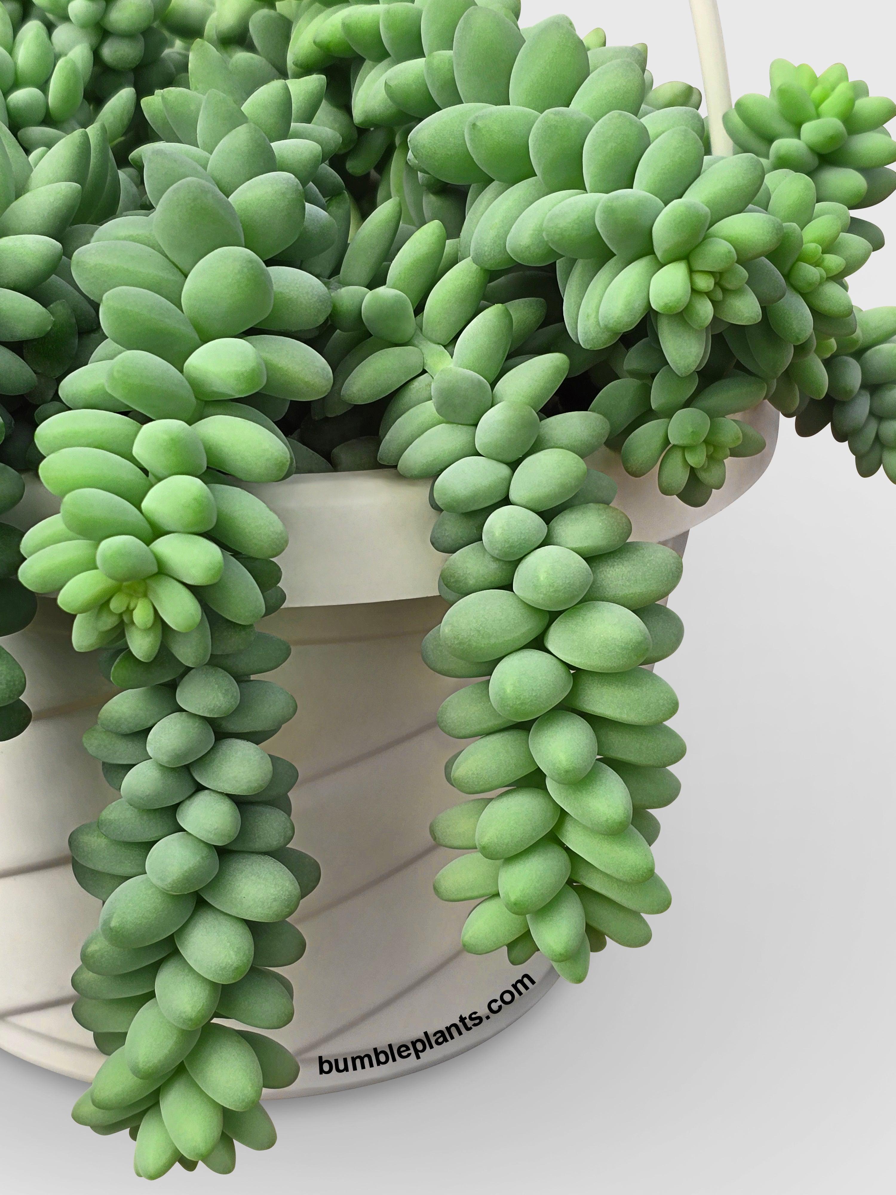 Bumble Plants Burro's Donkey Tail Succulent