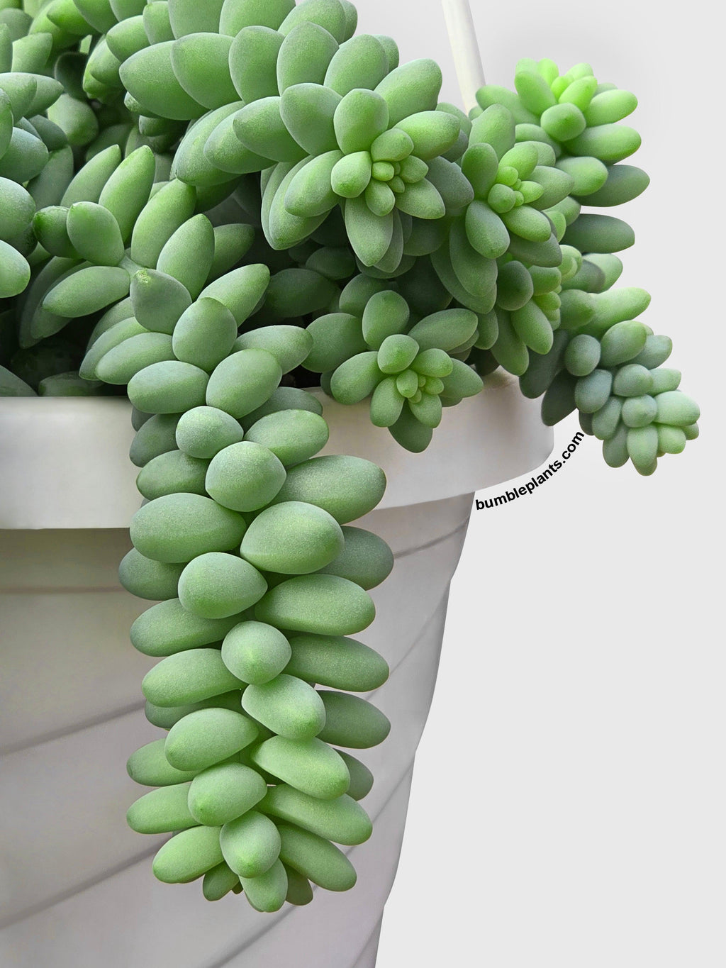 Bumble Plants Burro's Donkey Tail Succulent