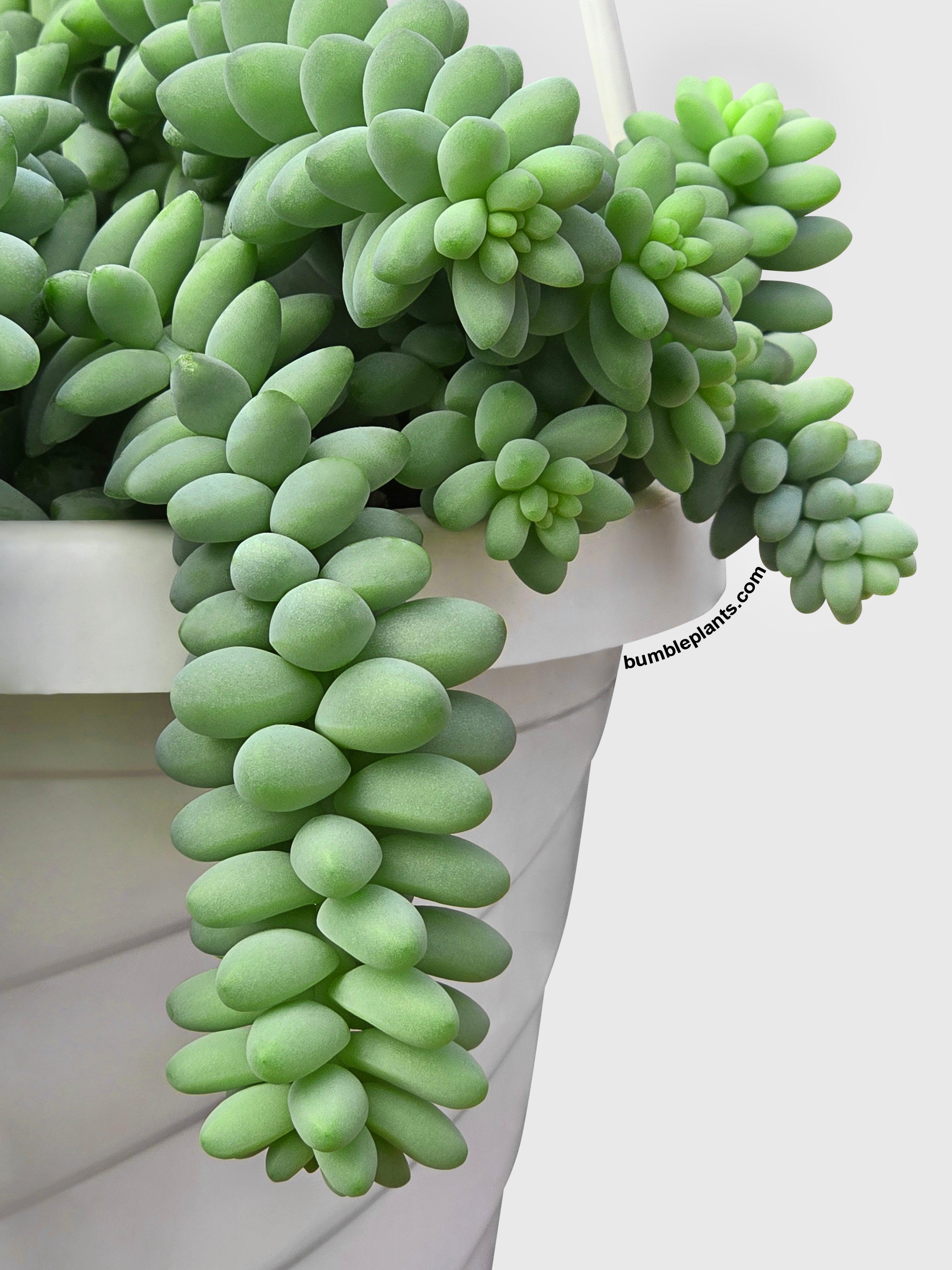 Bumble Plants Burro's Donkey Tail Succulent