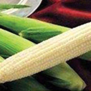 SWEET CORN Seeds, Silver King White | Heirloom Boulevard